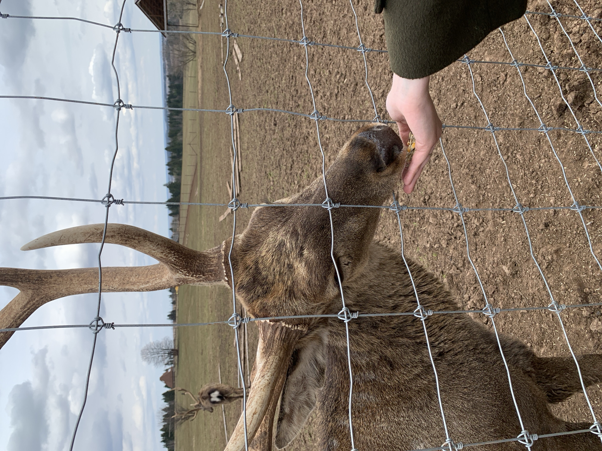 A deer with antlers is being hand-fed through a wire fence. The background shows a dirt field, a treeline, and a glimpse of what appears to be a rural or suburban area. The setting is most likely a zoo or wildlife park. Based on the given location, Stary Chultem, Russia, it is possible the scene is at the local zoo or wildlife park in that area.