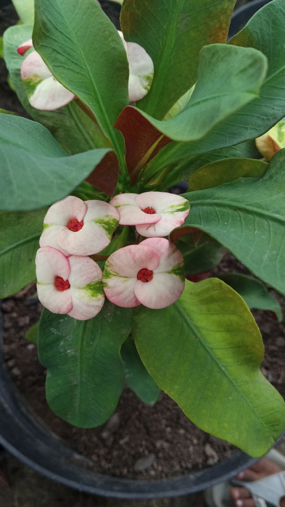 A close-up, top-down view captures a cluster of four light pink and white flowers, each with a bright red center, on a plant with large, deep green leaves. Some of the leaves display a variegated pattern of green and lighter shades, with hints of yellow and brown in some areas. The plant is potted in dark soil within a black planter, visible at the bottom of the frame. The background is blurred, suggesting a natural or garden setting in Palohpanyang, Indonesia.