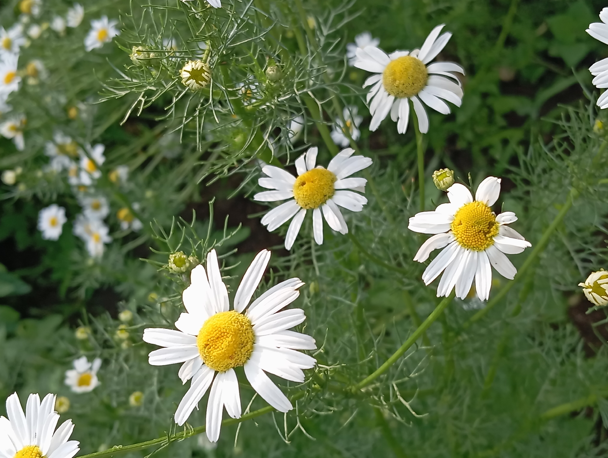 This is a close-up, eye-level, outdoor photograph of a patch of daisies in Qobda, Kazakhstan. The daisies are primarily white with bright yellow centers and are set against a background of green foliage. Some of the daisies are in full bloom, while others are buds. The lighting suggests it is daytime, with natural sunlight illuminating the flowers. The image composition focuses on the floral elements, with the surrounding vegetation filling the frame. There are no people or animals visible in the image.
