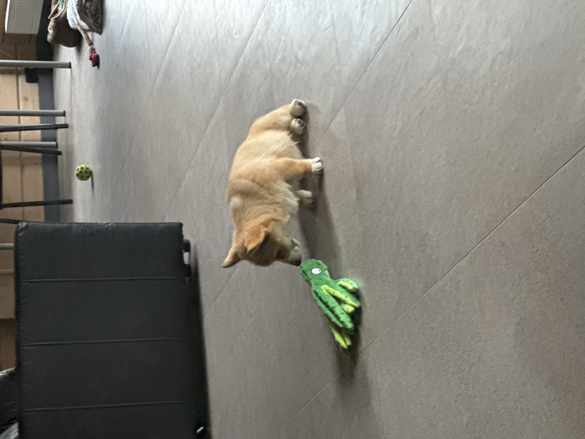 A light-brown dog with a fluffy tail is shown sniffing a green, plush toy that resembles a frog. The dog is positioned on a gray tile floor. In the background, a portion of a dark-colored couch is visible, along with wooden-paneled walls, table legs, and a white radiator. The scene is indoors. There is no indication that this image is located in the city of Ignatovo, Russia.