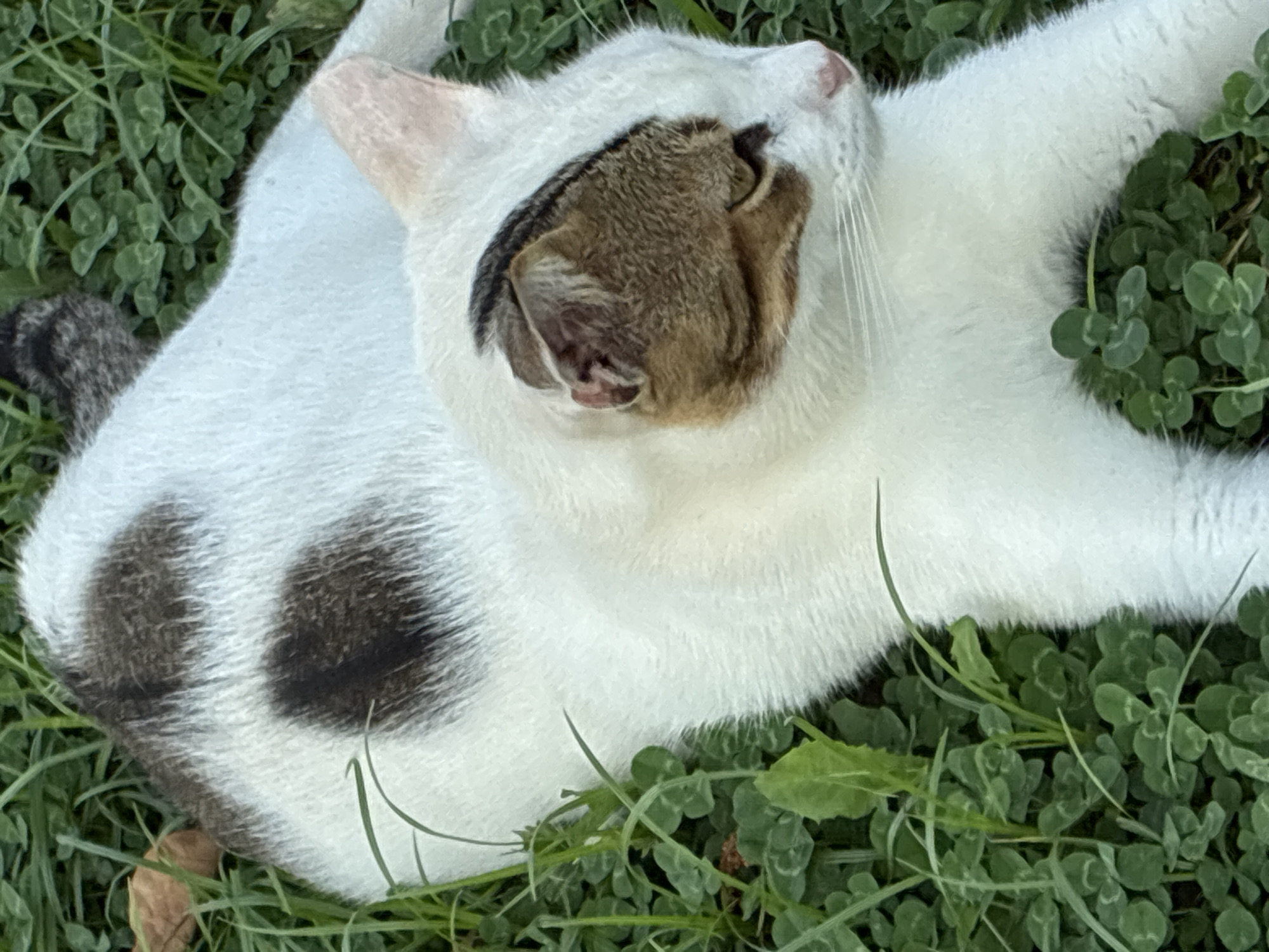A close-up, high-angle shot shows a domestic cat with white fur and brown patches lying on green grass and clover. The cat's head is turned to the right, with its eyes partially closed. The cat has brown markings on its head and ears, with a black stripe above its left eye. Its nose is pink, and its whiskers are white. The fur on its back has two large, dark brown patches. The grass and clover are lush and green, with some blades of grass extending upwards. A dry, brown leaf is visible in the upper left corner of the frame. The scene appears to be outdoors, likely in a park or garden. There is no indication of the city of Alanya, Turkey, in the image itself.
