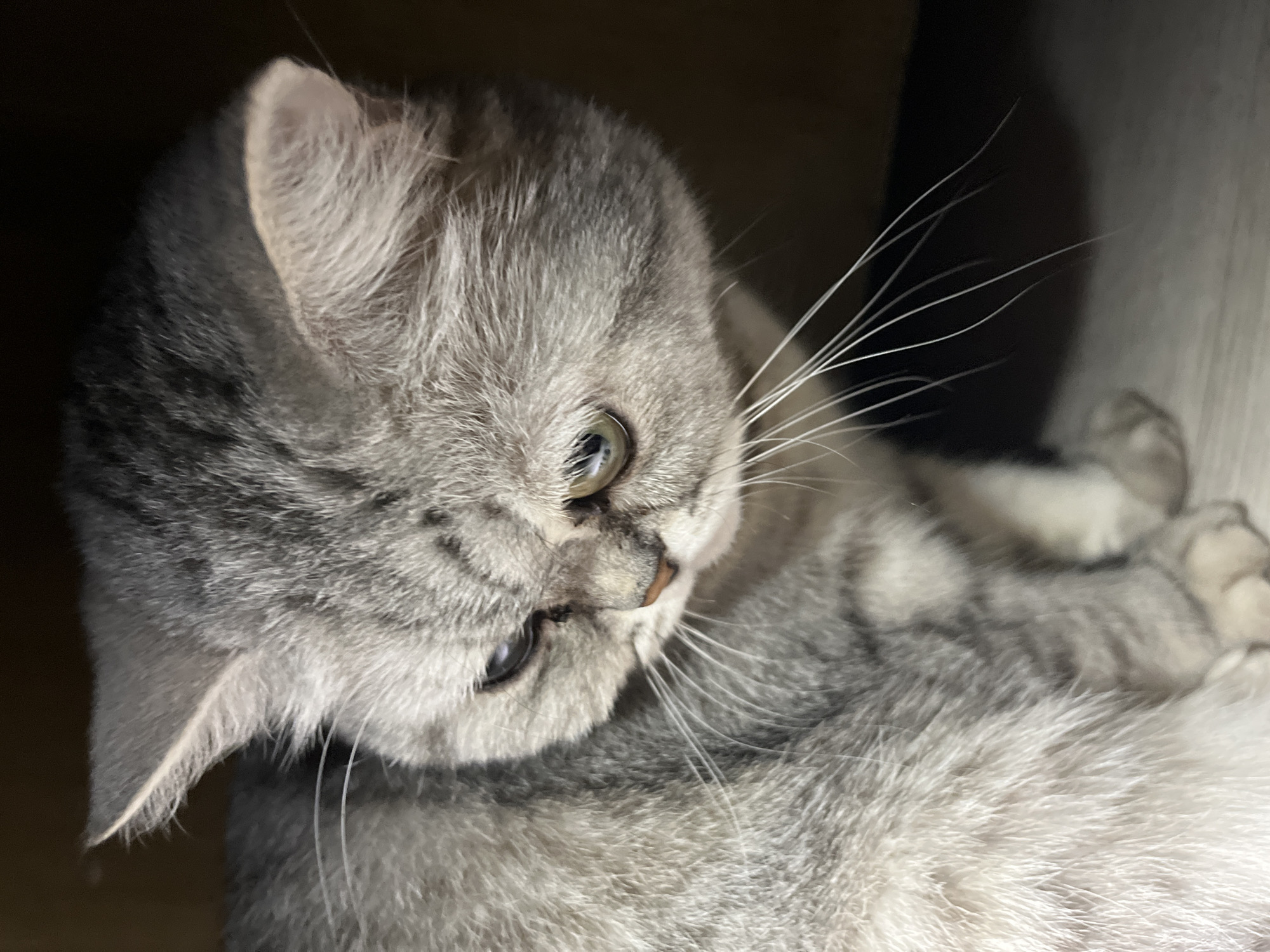A close-up, high-angle shot focuses on a gray tabby cat with a distinct coat pattern. The cat is reclining, its head tilted to the side, revealing one ear prominently. The cat has white whiskers and its fur appears soft and plush. The background is dimly lit, with dark wooden tones suggesting an indoor setting. There is no indication of the location being in the city of Chaikovsky, Russia.