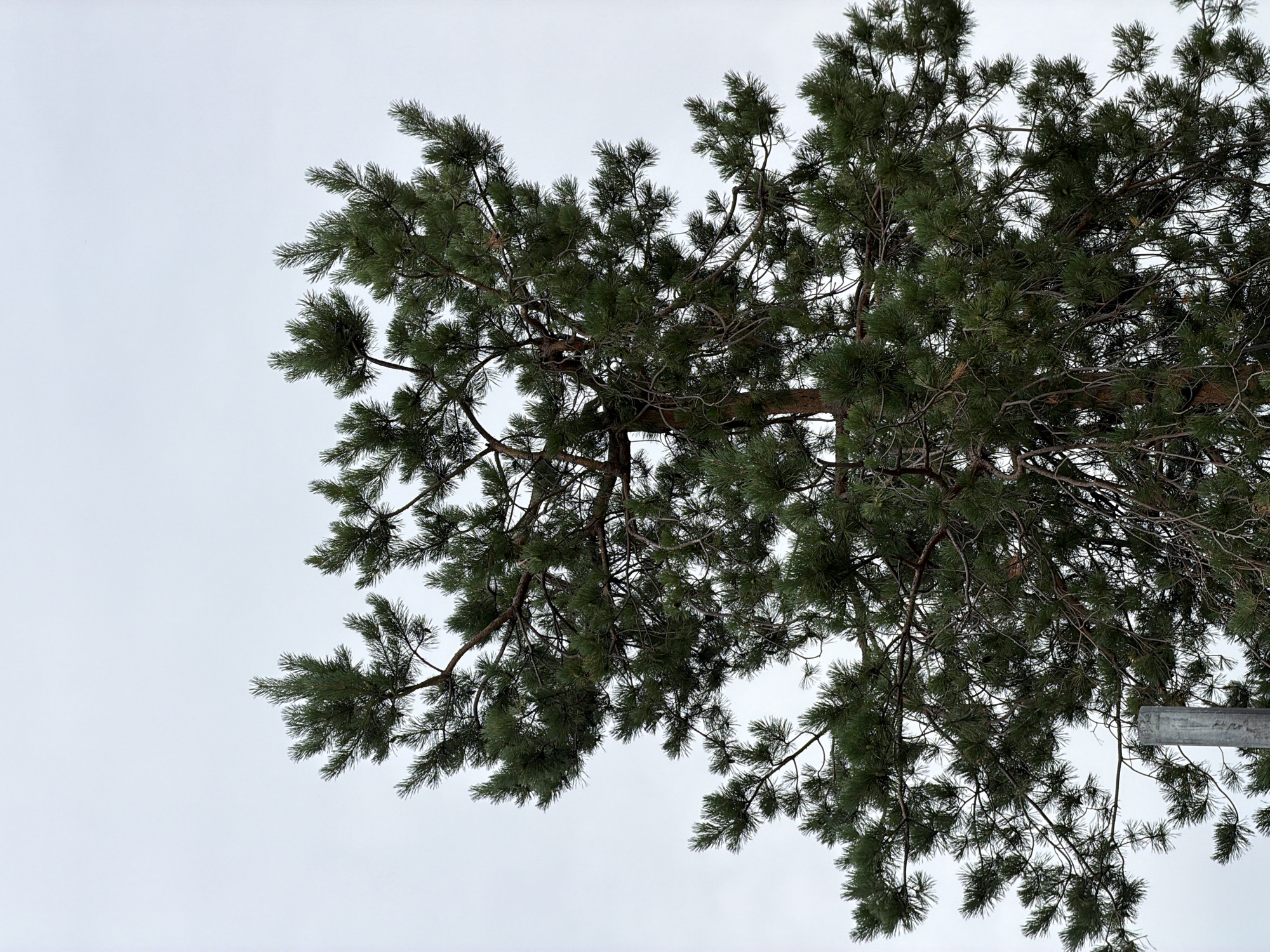 The image shows an upward view of the branches and needles of a pine tree against an overcast sky. The branches are dark and intricate, with many pine needles creating a dense canopy. The needles are a deep green, suggesting they are evergreen. The sky is a uniform light gray, indicating a cloudy day. There is a hint of a metal pole or signpost on the right side of the image, with some illegible text embossed on it. The overall impression is one of a natural, outdoor setting, likely a forest or park, with no signs of human activity beyond the possible presence of the signpost. The weather appears cool and subdued due to the cloudy sky. The location context suggests this scene is from Ozerne in the Mayminsky district of Russia.