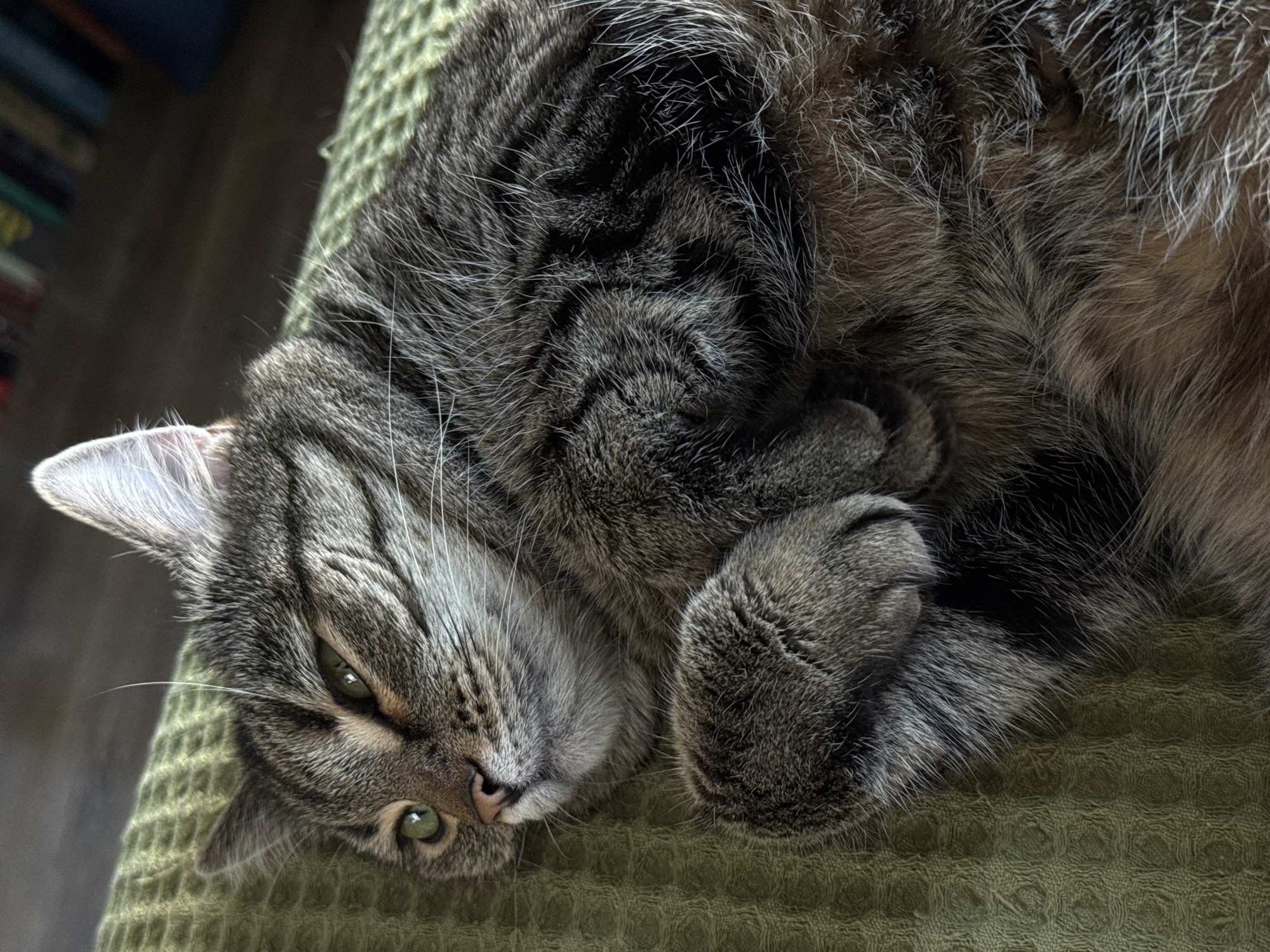 A close-up, overhead shot shows a tabby cat lying on a textured green surface, possibly a blanket or sofa. The cat is relaxed, with its head tilted and eyes partially closed. Its fur is a mix of brown, grey, and black stripes, with white whiskers and some white fur on its chest and paws. The background is blurred, but appears to be an indoor setting with bookshelves visible. The lighting is soft and natural. There is no information available about the location being Moscow, Russia.