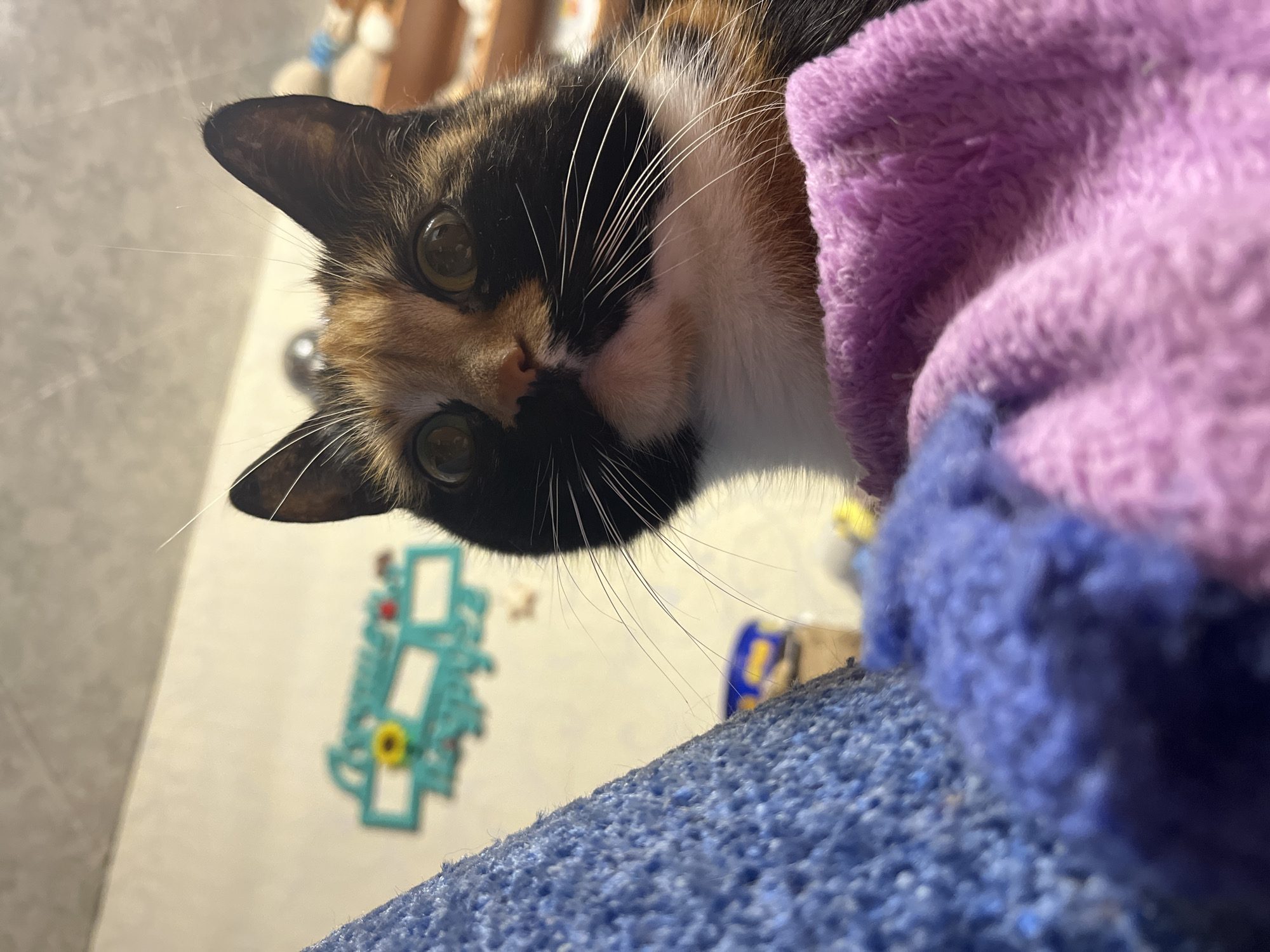 A calico cat with green eyes, predominantly black and white fur with patches of orange, peeks from behind a purple and blue fleece blanket. The cat's face is centered in the frame, angled downward toward the viewer. The background features a wall with a turquoise decorative object that resembles a cityscape silhouette and a partially visible wooden structure. The surface beneath the blanket is a textured, blue fabric. There is no indication in the image that it was taken in Chaikovsky, Russia.