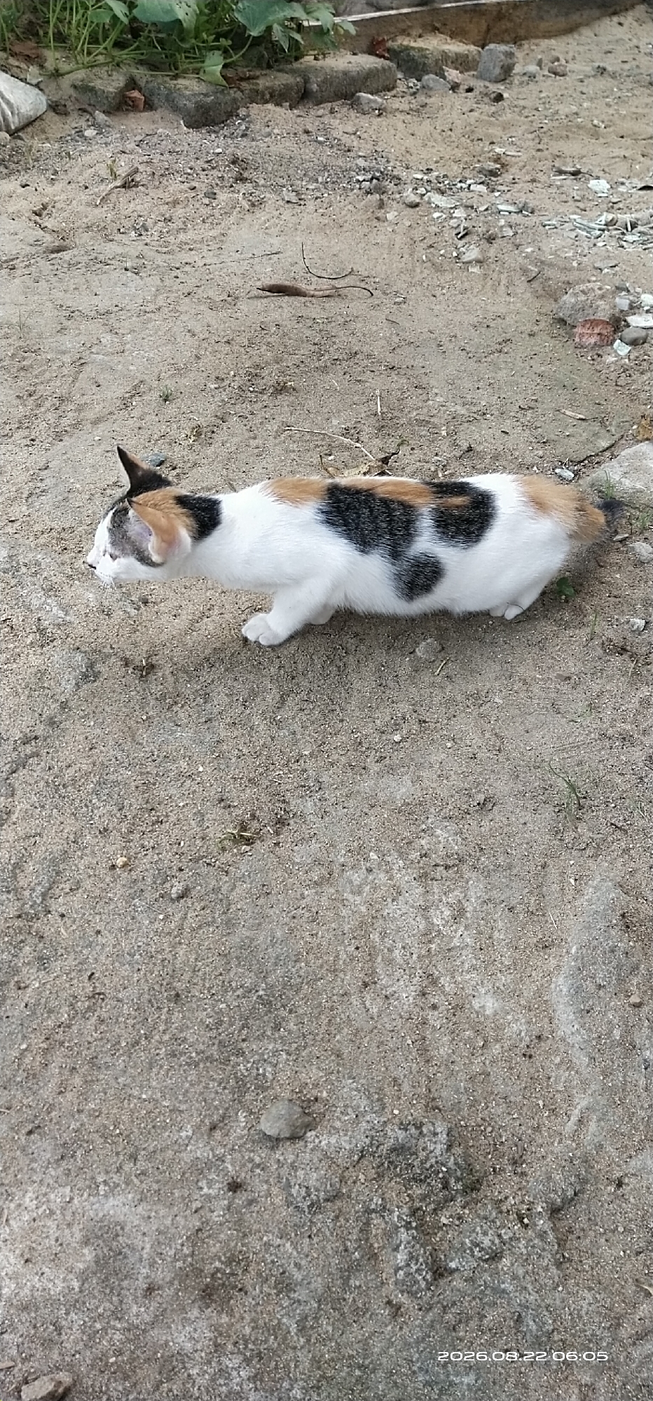 A calico cat is captured in an outdoor setting, likely in Matabu, Indonesia. The cat, predominantly white with patches of black, orange, and brown, is positioned in the center of the frame, facing left. Its body is lowered, suggesting it is either stalking or in a relaxed posture on the sandy, somewhat uneven ground. The background shows a scattering of small rocks, debris, and some sparse green vegetation, indicating a natural or semi-developed outdoor environment. The lighting suggests it is daytime.
