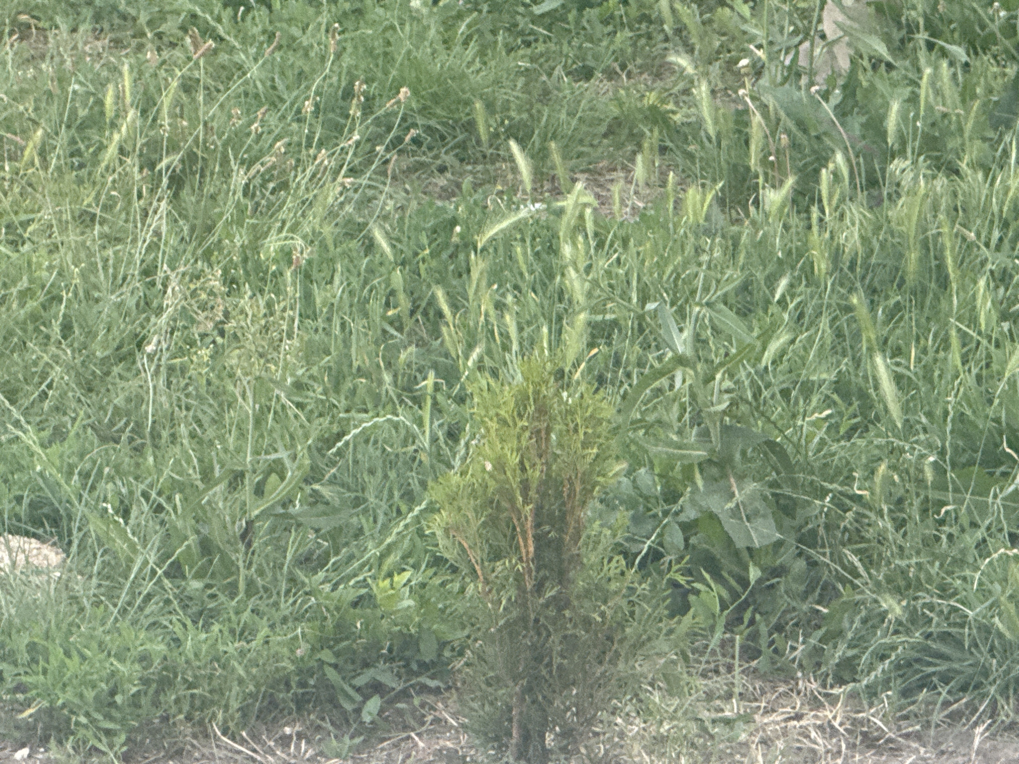 An outdoor, eye-level, full shot shows a small, evergreen sapling in the foreground, centered in the lower half of the frame. The sapling has a dense canopy of dark green needles and is interspersed with some brown, dried branches. The ground around the sapling is covered with dry, light brown dirt and a scattering of fallen pine needles or grass. The background is dominated by a field of lush, green grass and other wild vegetation, appearing somewhat overgrown. The grass is a mixture of varying heights and textures, with some taller stalks of wheat-like grass interspersed throughout. The overall impression is of a natural, uncultivated outdoor setting, likely a roadside or undeveloped area in Bohunove, Ukraine.