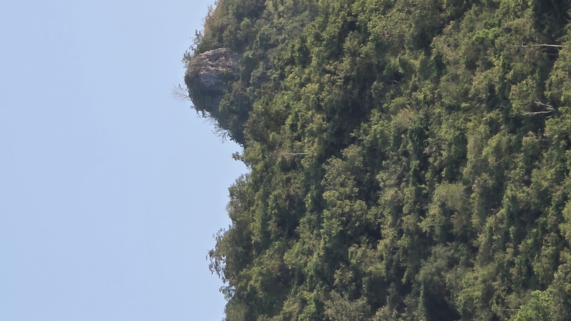 The image depicts a hillside densely covered in lush green vegetation, possibly part of a tropical or subtropical ecosystem. A rocky outcrop is visible at the upper edge of the hillside. The background is a clear, pale blue sky. The scene is potentially located within the Bac Natural Heritage Area Trang in Vietnam, given the provided context. There are no people or visible interactions present in the image.