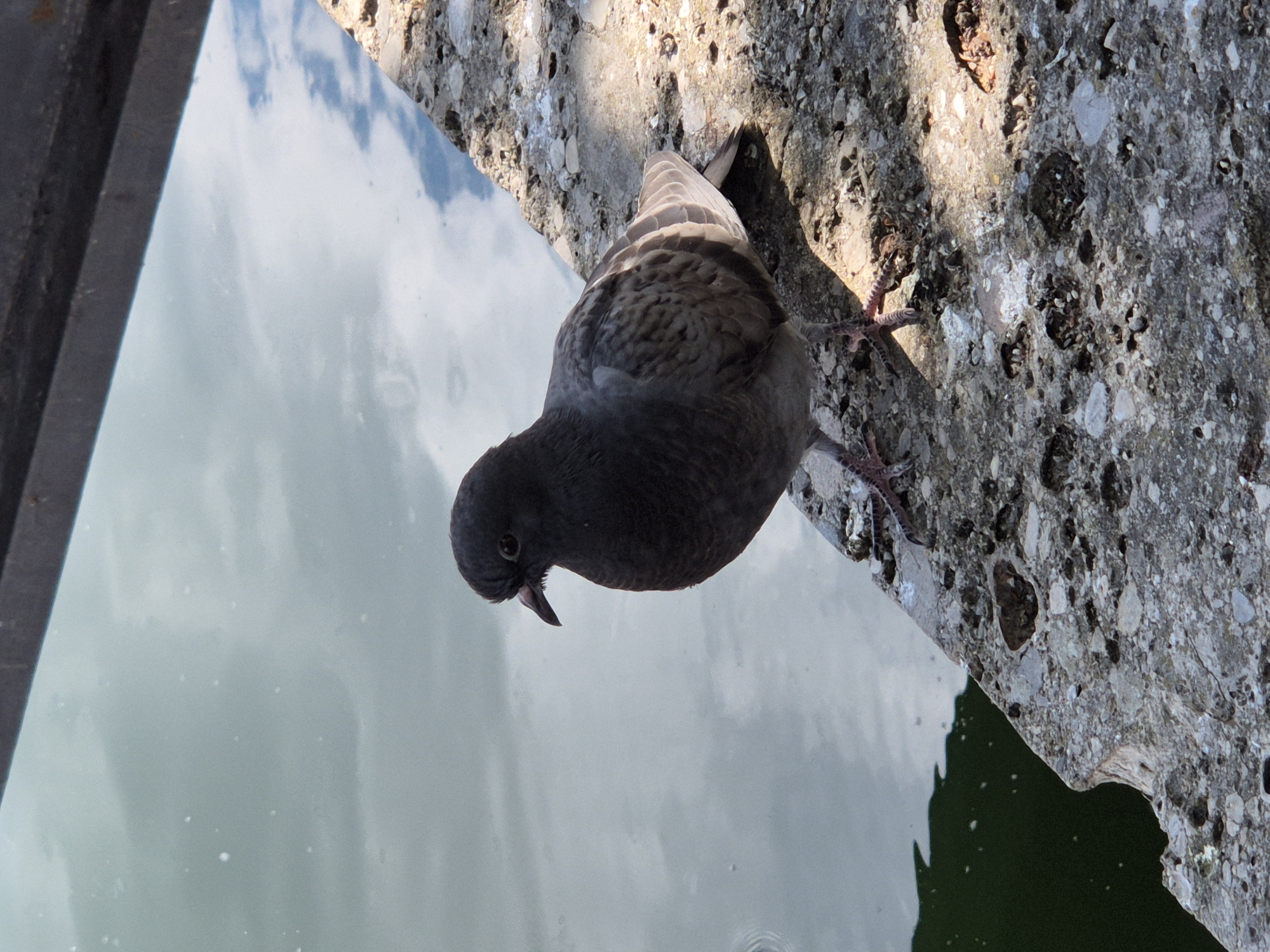A single pigeon (Columba livia domestica) is depicted in a vertical orientation, standing on a rough, grey concrete ledge that diagonally traverses the lower and right portions of the frame. The pigeon exhibits a dark grey head and upper breast, transitioning to patterned grey-brown feathers on its body and wings. Its dark eye and beak are visible, and its pinkish-red taloned feet are firmly gripping the concrete. The bird's head is oriented slightly left, appearing to observe the body of water that dominates the left and upper-left sections of the image.
The water's surface reflects an overcast sky with patches of brighter blue, indicating an outdoor, daytime setting. The lower-left portion of the water appears darker, a deep green, possibly due to depth, shade, or suspended matter, with minor ripples visible. The concrete ledge shows signs of wear, with visible aggregate, small indentations, and light-colored deposits consistent with bird droppings. Strong, direct sunlight from the upper-right casts distinct shadows on the concrete surface. A dark, angled structural beam runs along the top edge of the image. The depicted scene is an outdoor environment adjacent to a body of water. The specific location within Landshut, Germany, is not visually identifiable from the image's content.
