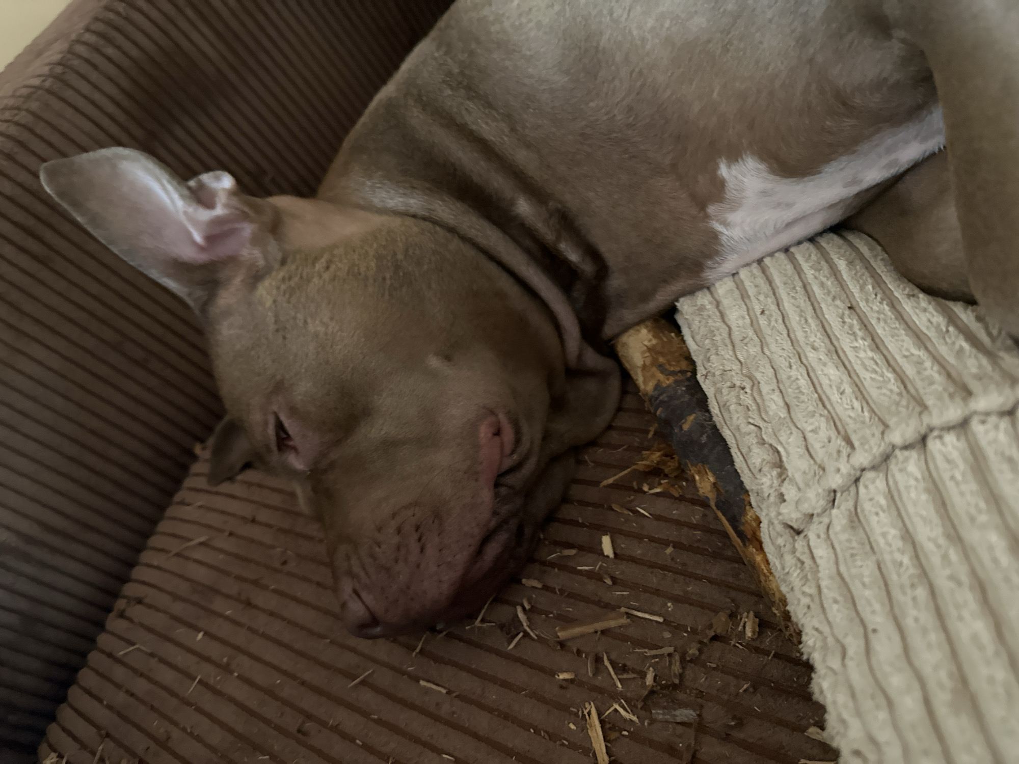 A brown pitbull dog is sleeping on a brown corduroy couch. The dog is on its side with its head resting on a tan cushion. There are pieces of a stick or chew toy scattered around the dog on the couch. The couch appears to be indoors, in what could be a living room. The setting is a residence in the city of Malevo, Bulgaria.