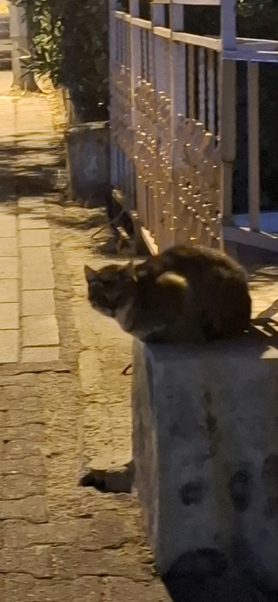 An outdoor scene at night in Kadıköy, Turkey, features a cat sitting on a concrete block. The cat is a medium-sized tabby with a dark brown and grey coat. It is facing left in the frame, with its body curled up. The concrete block appears worn and weathered. Behind the cat, a fence with vertical slats and horizontal railings is visible. The ground is paved with cobblestones or similar material, and there is a patch of green foliage to the left of the frame. The lighting suggests artificial illumination from streetlights or nearby buildings.