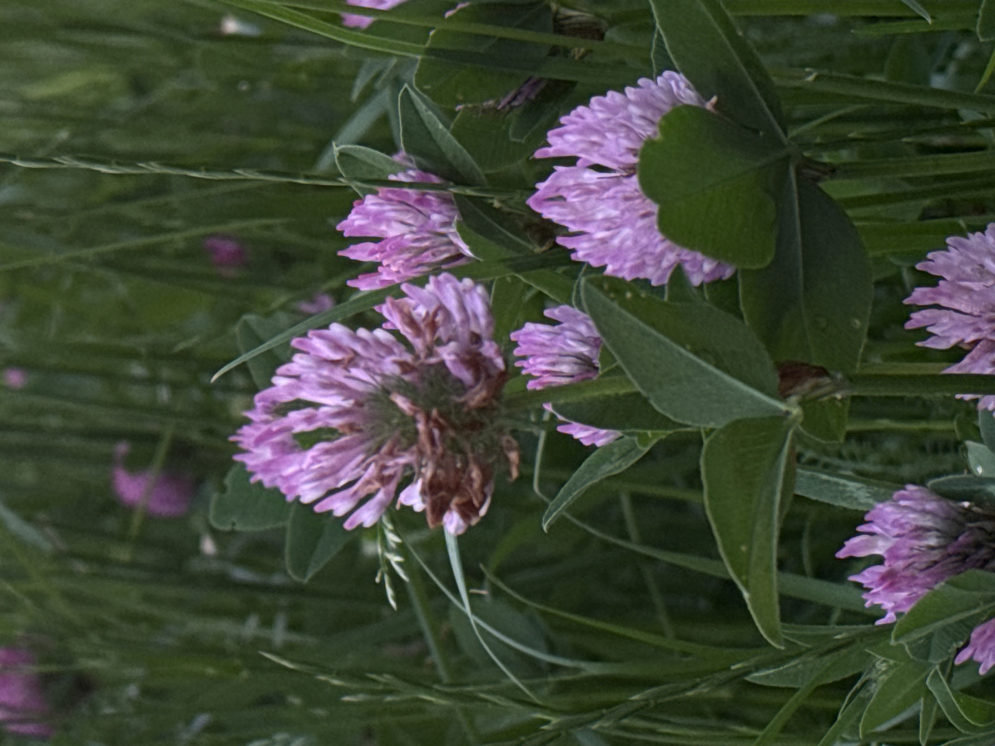 The image is a close-up, eye-level shot of several blooming red clover flowers in a grassy field. The flowers are pinkish-purple and are clustered together. Some of the flowers are fully open, while others are still developing. The green grass and clover leaves form a lush backdrop. The lighting suggests it may be late afternoon or early morning. There are no people or man-made structures visible, indicating an outdoor, natural setting, possibly a park or meadow within or on the outskirts of Minsk, Belarus. The focus is on the delicate details of the flowers and the surrounding foliage.