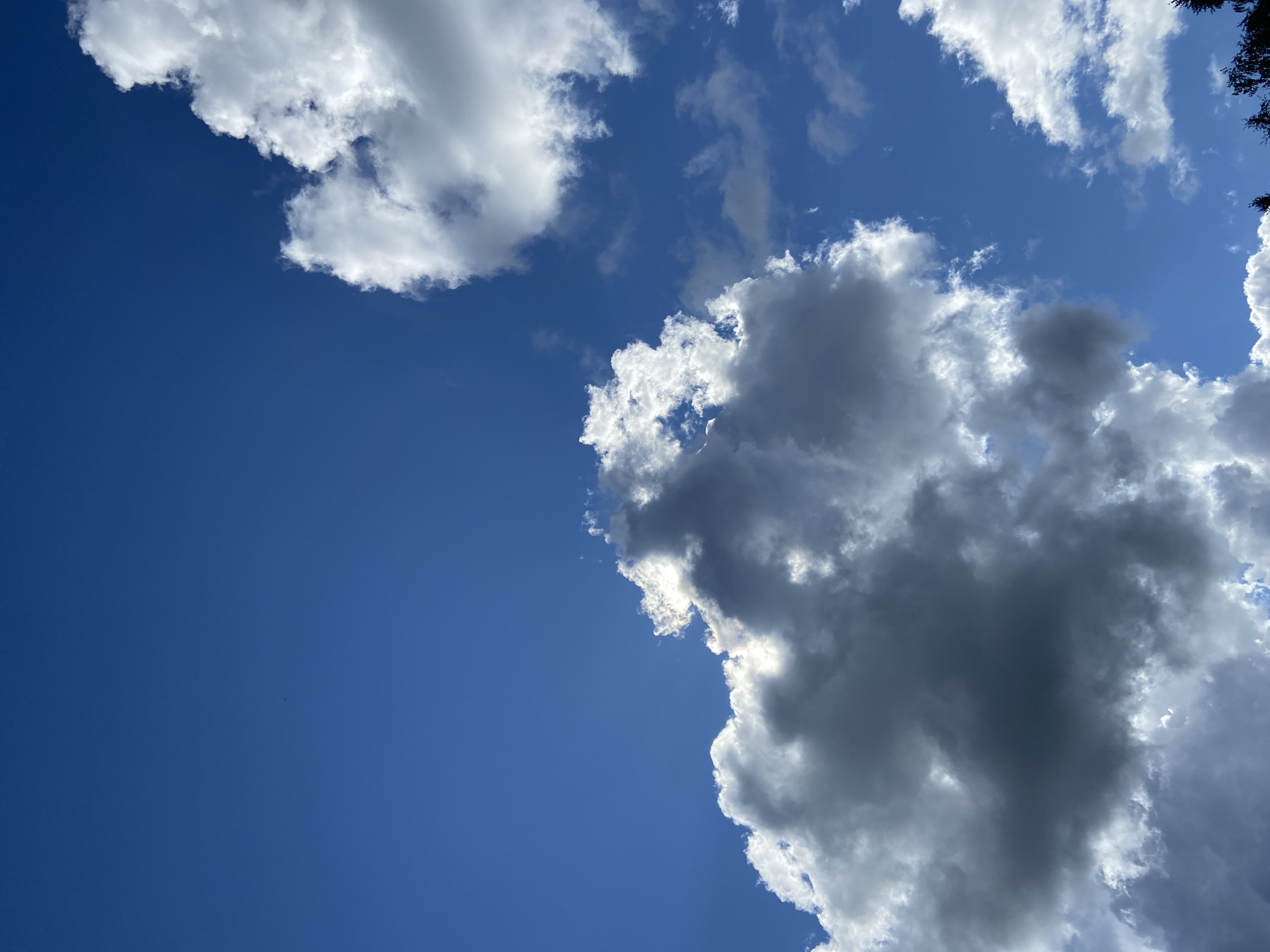 The image is a close-up, low-angle shot of a bright blue sky with several cumulus clouds. The clouds vary in size and density, with some appearing white and fluffy, while others are darker and more shadowed, suggesting varying levels of sunlight penetration. In the upper right quadrant of the image, a large, bright white cloud is prominently featured, partially obscuring the blue sky. In the lower left quadrant, a larger, darker cloud formation dominates the frame, with sunlight breaking through its edges, creating a luminous effect. A faint, dark silhouette of trees is visible at the very bottom edge of the image, hinting at the terrestrial environment below. There are no people or discernable man-made objects visible in the sky portion of the image. The scene is consistent with an outdoor environment on a partly cloudy day, and the mention of "Авиатор Снт, Russia" suggests a location that could be a dacha cooperative or a rural settlement in Russia, characterized by open spaces and natural landscapes.