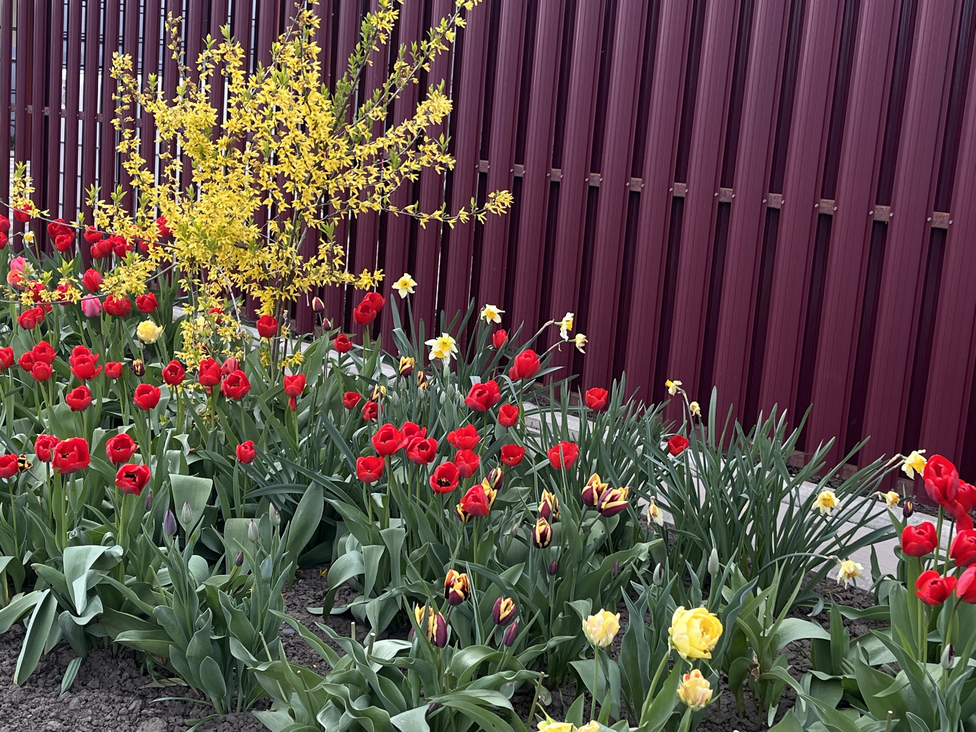 The image shows a flowerbed along a dark red metal fence in Novopokrovskaya, Russia. The flowerbed is filled with blooming tulips in various colors, predominantly red, along with yellow daffodils. A forsythia bush with yellow flowers is also present near the fence. The soil is visible between the plants.
