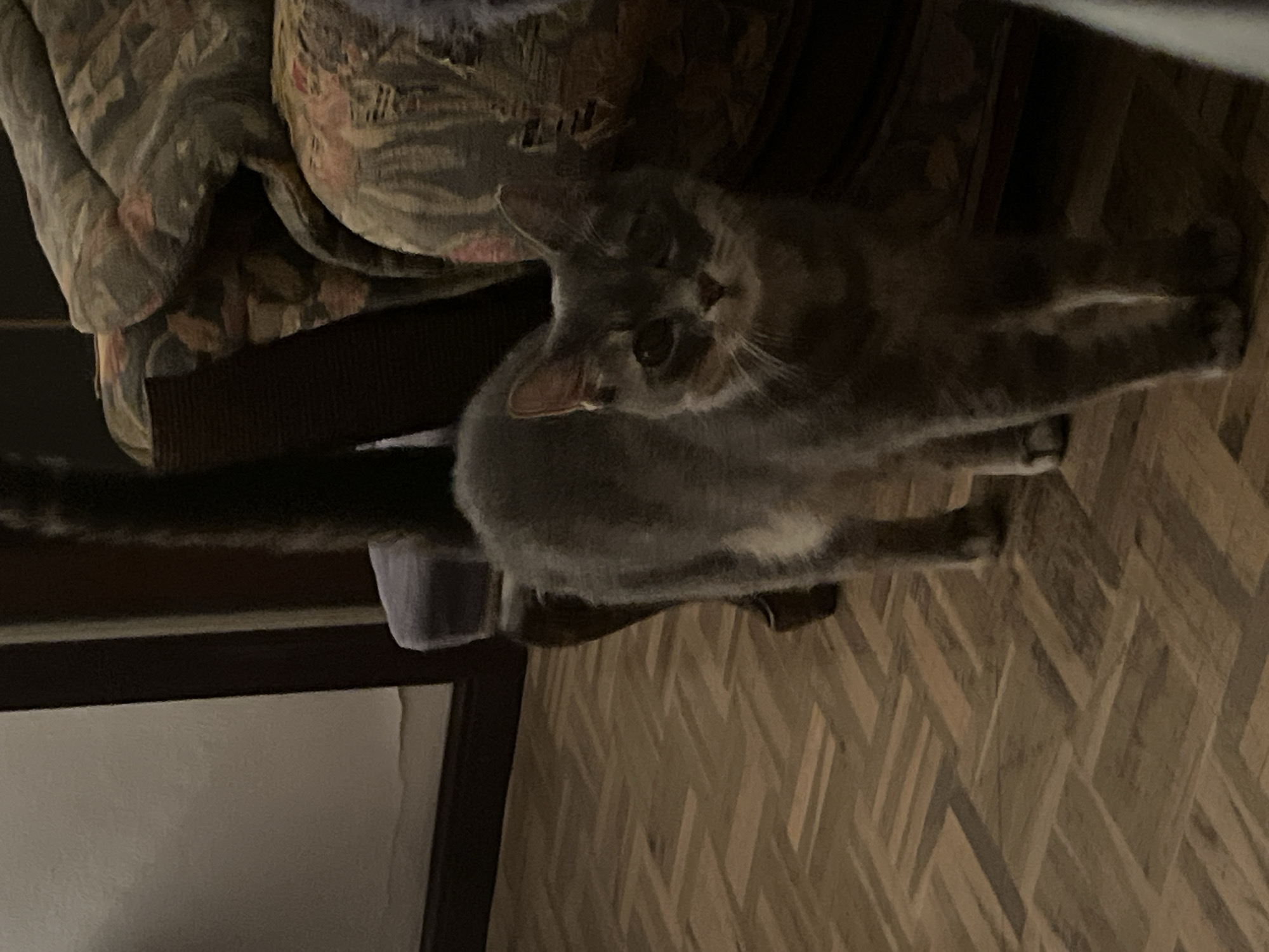 The image displays an indoor scene featuring a grey domestic cat. The cat, with subtle white markings on its chest and paws, is sitting upright on a wooden floor, which features a herringbone or chevron pattern. Its long, dark tail stretches out behind it on the floor.
To the cat's left, a section of a large, upholstered chair or sofa with a multi-colored, ornate pattern is visible, along with a dark brown strap or armrest. A small, light purple object can be seen near the cat's left hind leg. The cat is looking directly towards the viewer with a slightly tilted head. Its right eye (from the viewer's perspective) is open, while its left eye appears partially closed or squinting, conveying a relaxed or curious demeanor.
The background shows a dark frame bordering a lighter area, possibly a wall or a window with a sheer curtain. The lighting in the room is dim, suggesting it might be evening or a generally subdued indoor environment. No text is visible in the image.
