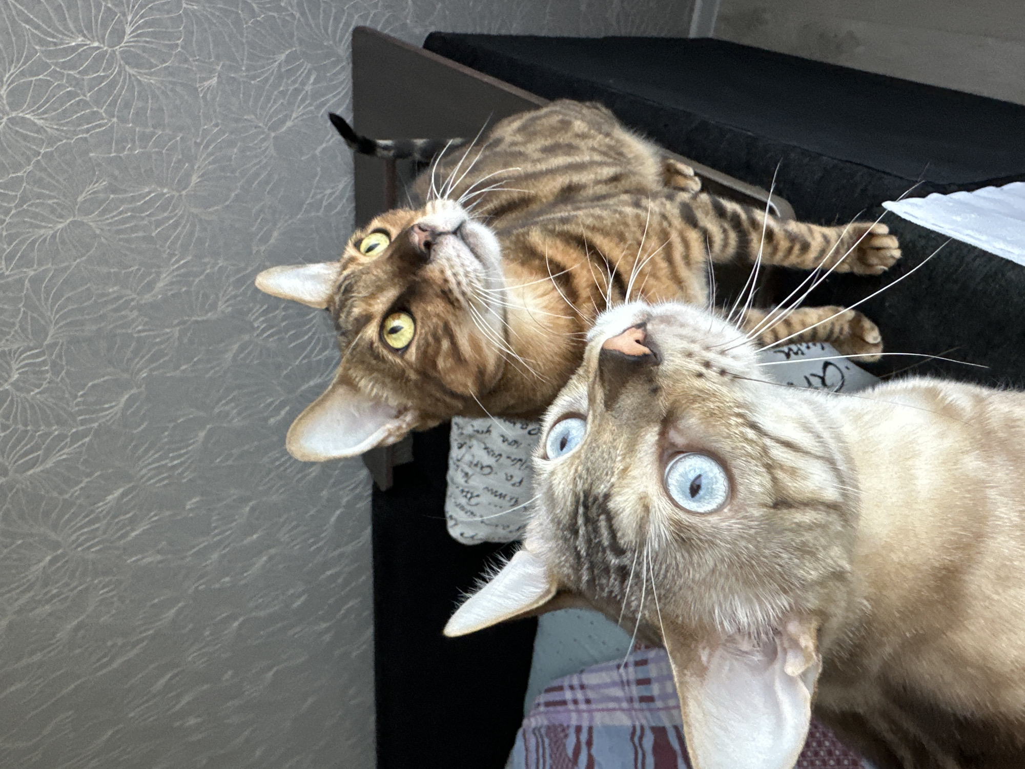 Two Bengal cats are looking upwards. The cat in the foreground is light brown with blue eyes and appears to be in focus. The cat behind it is darker brown with yellow eyes and is slightly out of focus. They are both sitting on a dark surface, possibly furniture. The background is a textured gray wall. The image was taken indoors.