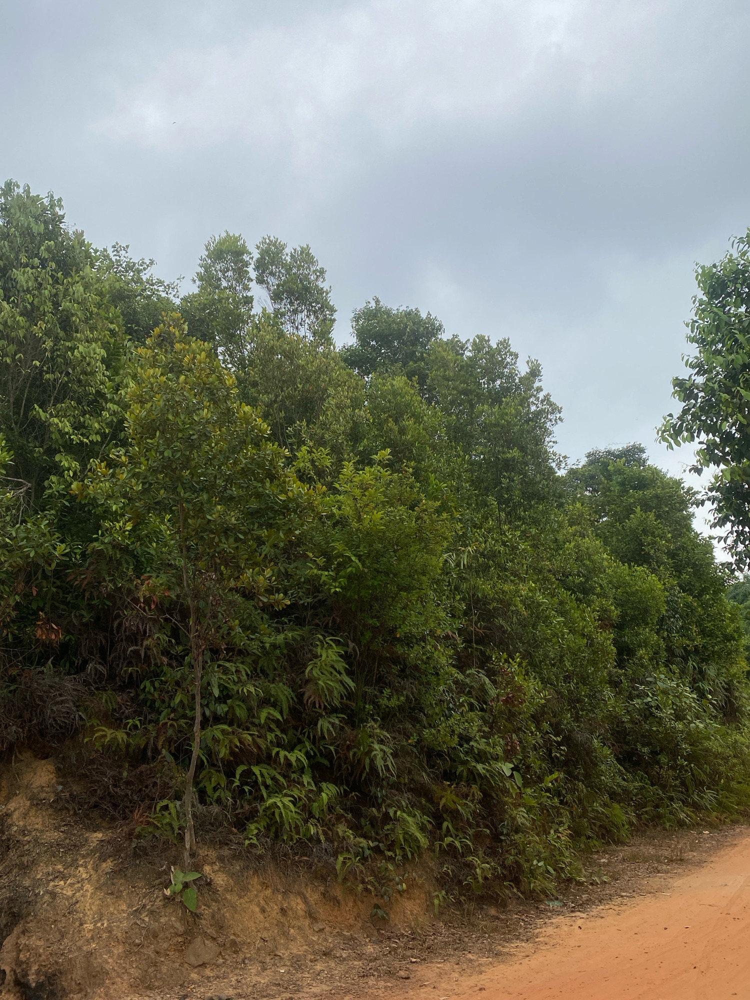A dirt road, appearing reddish-orange, curves into the lower right of the frame. The road borders a steep embankment covered in lush, green vegetation. The embankment is densely packed with various trees, shrubs, and ferns, creating a thick wall of foliage that extends upwards and to the left. The sky above is overcast with a soft, gray hue. The scene depicts a natural landscape, likely on the outskirts of Batam, Indonesia, characterized by its tropical flora and unpaved pathways.