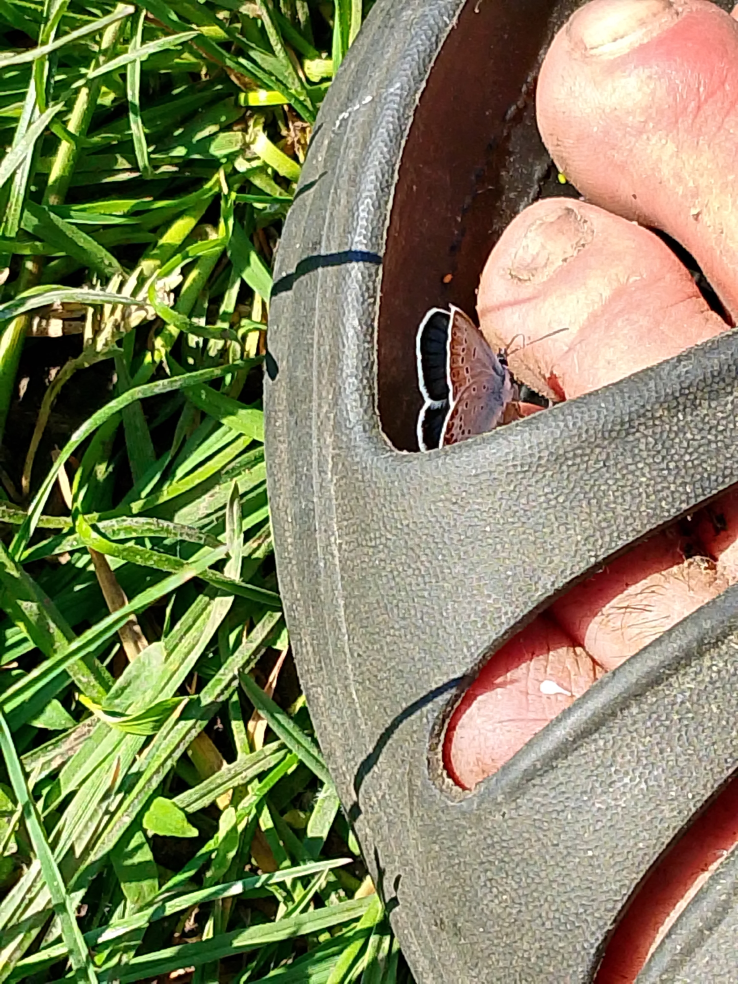 The image presents a close-up, high-angle view of a small butterfly resting inside a dark-colored sandal, positioned intimately near a person's bare toes. The setting is outdoors, characterized by abundant, bright green grass under sunny conditions.
The central subject is a small butterfly, likely from the Lycaenidae family, with primarily brown or grayish wings. Its hindwings are distinctly marked with a white and black border, and its slender antennae are visible, extending towards the toes. The butterfly appears to be calmly settled within the curved inner sole of the sandal.
The sandal itself is a dark, possibly charcoal grey or black, made of a textured, rubber-like material. The inner surface where the butterfly rests is a darker shade. Peeking into the sandal are two bare toes, exhibiting a healthy pink skin tone, suggesting human presence.
The background and surrounding areas are filled with vibrant green grass, well-lit by natural sunlight, which also creates noticeable shadows among the blades, indicating a bright, clear daytime. No specific location cues beyond an outdoor, grassy area are discernible. There is no visible text in the media file. The image captures a serene and unexpected interaction between nature and a human element.