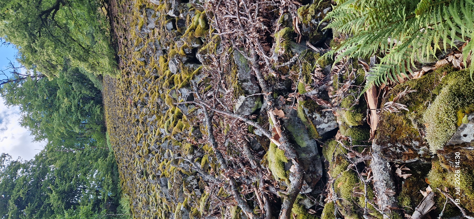 The image displays a scree slope covered in moss and scattered branches. In the foreground, a fern plant is visible. The date stamp "19. Juli 2026 14:30" is present in the lower left corner. The scene appears to be in a natural, wooded environment. The specific location within Neustadt am Kulm, Germany, is not identifiable from the visual information provided.