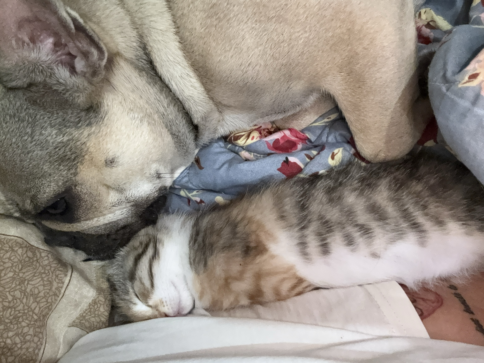 A French bulldog is sleeping next to a kitten on a bed. The dog's head is resting on the kitten, and both animals appear to be comfortable and relaxed. The bedding is patterned with flowers. There is a white cloth on the left side of the image that is part of the bed. This image was taken inside a home in the city of Anton, Bulgaria.