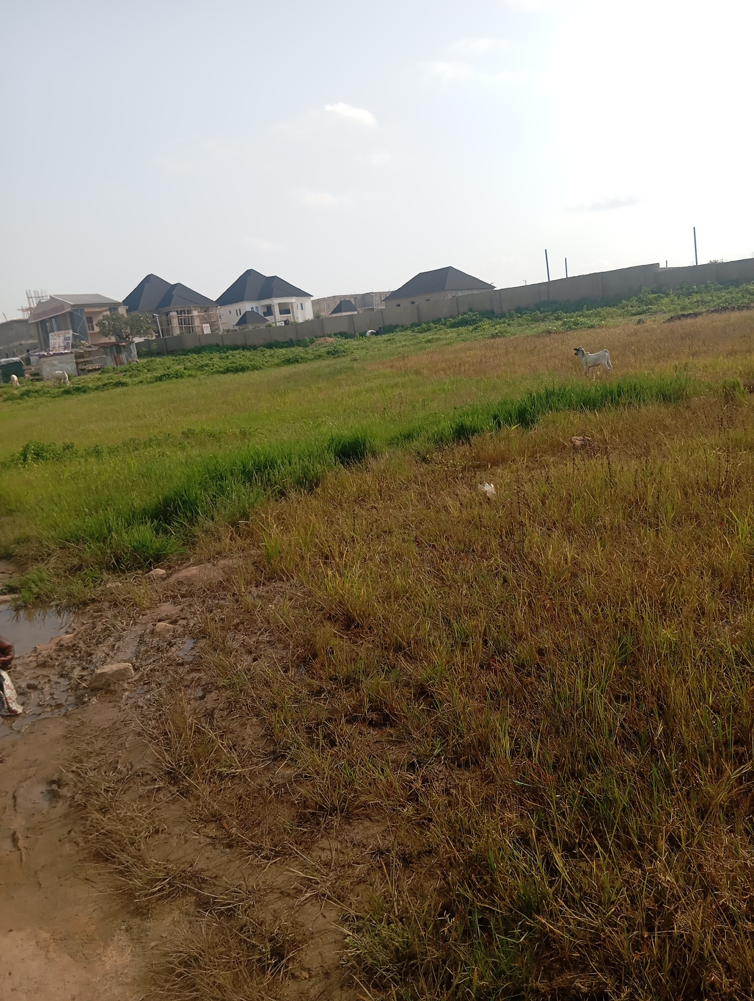 In Karsana 2, Nigeria, an outdoor scene unfolds with a slightly overcast sky. The foreground features a patch of muddy ground with dry, sparse grass. Beyond this, a large expanse of green grass dominates, interspersed with drier, straw-colored patches, particularly in the mid-ground. A lone white goat stands in the middle of this grassy area. In the background, a concrete wall runs horizontally across the image, separating the open field from a line of modern-looking houses with dark, peaked roofs. To the left, construction is visible, with scaffolding around unfinished buildings. The overall impression is of a developing residential area with open, undeveloped land.