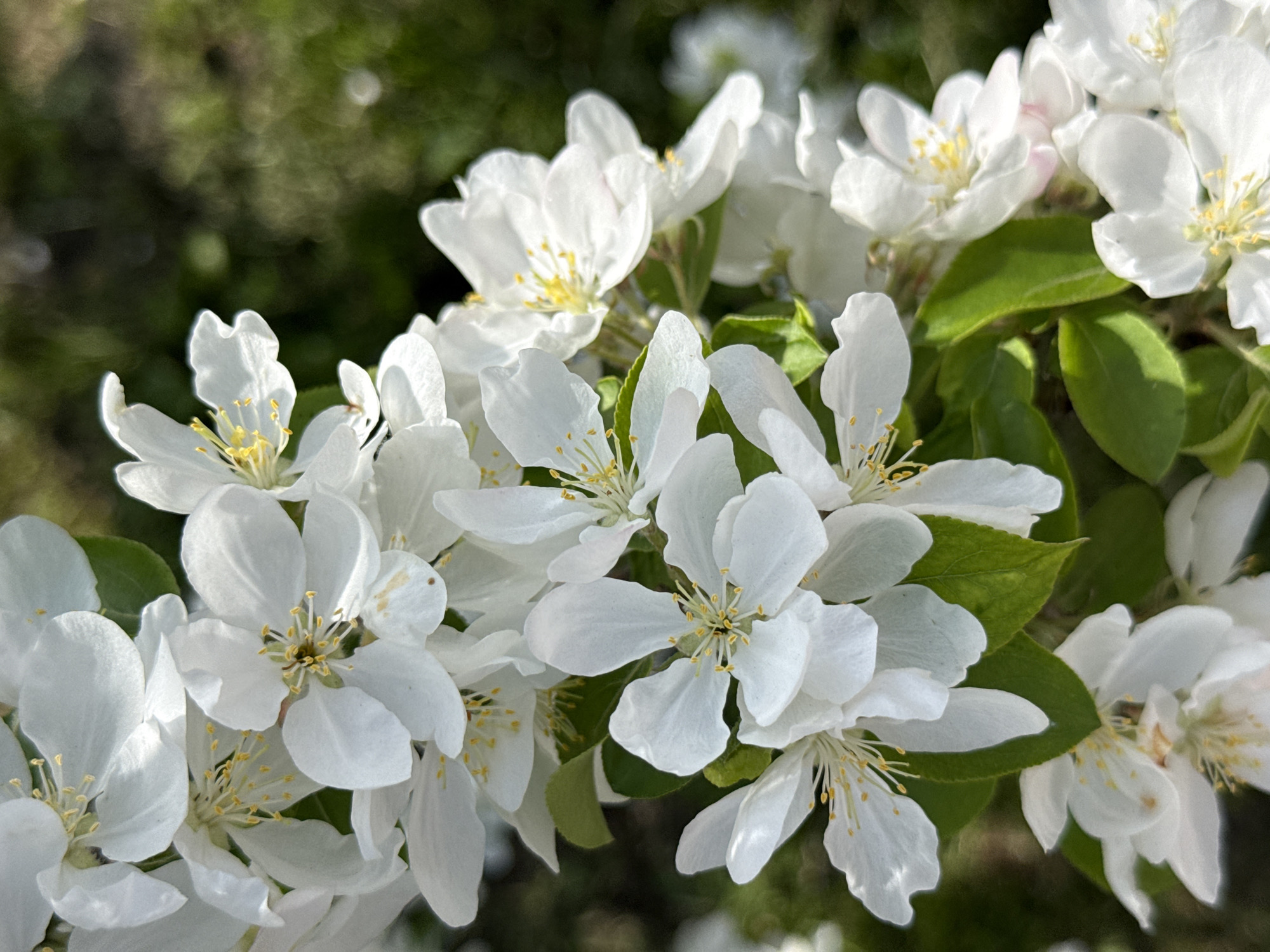 The image shows a close-up of white blossoms on a branch, likely a flowering tree. The flowers have five petals each, with yellow stamens visible in the center. Some green leaves are interspersed among the blossoms. The background appears to be a blurry mix of green foliage and possibly a distant grassy area. It is not possible to discern the location in the city of Зыково, Russia, from the image alone. There are no people visible in the scene.