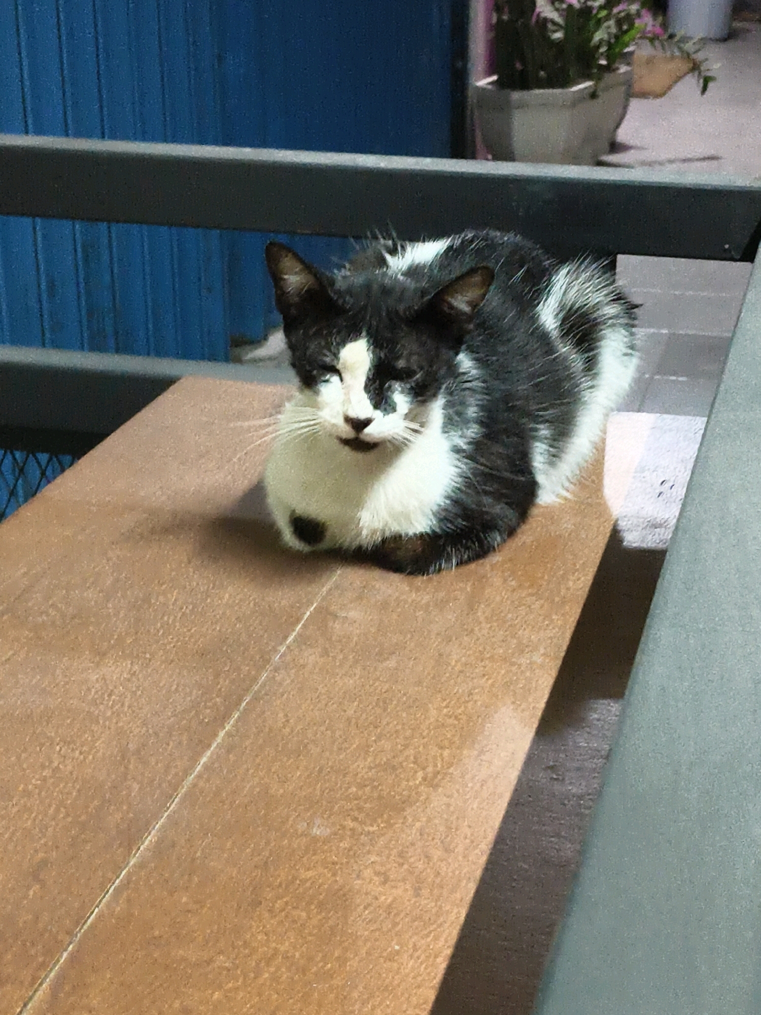 A black and white cat is lying on a wooden surface. The cat is mostly white with black patches on its head, back, and tail. Its eyes are partially closed, and it appears to be resting. The wooden surface has a subtle grain and is divided by a thin line. In the background, a blue wall with vertical planks is visible, along with a metal railing and a potted plant. The environment suggests an outdoor or semi-outdoor setting, possibly a patio or balcony. The image is taken from a slightly elevated angle, looking down at the cat.