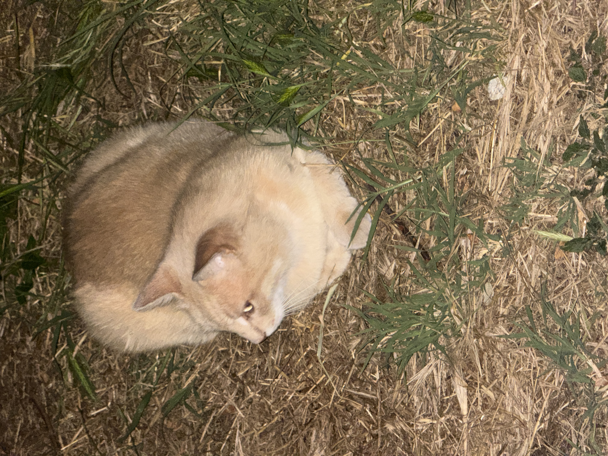 An orange cat is lying on dry grass and some green vegetation. The cat is facing left, with its body curled up. Its eyes are open and looking towards the left. The lighting suggests it is nighttime or a dimly lit area. The environment appears to be an outdoor space, possibly a park or a yard, with a mix of dry straw-like material and patches of green grass. There are no visible people or man-made structures in the frame. The location in Burgas, Bulgaria is not discernible from the image itself.