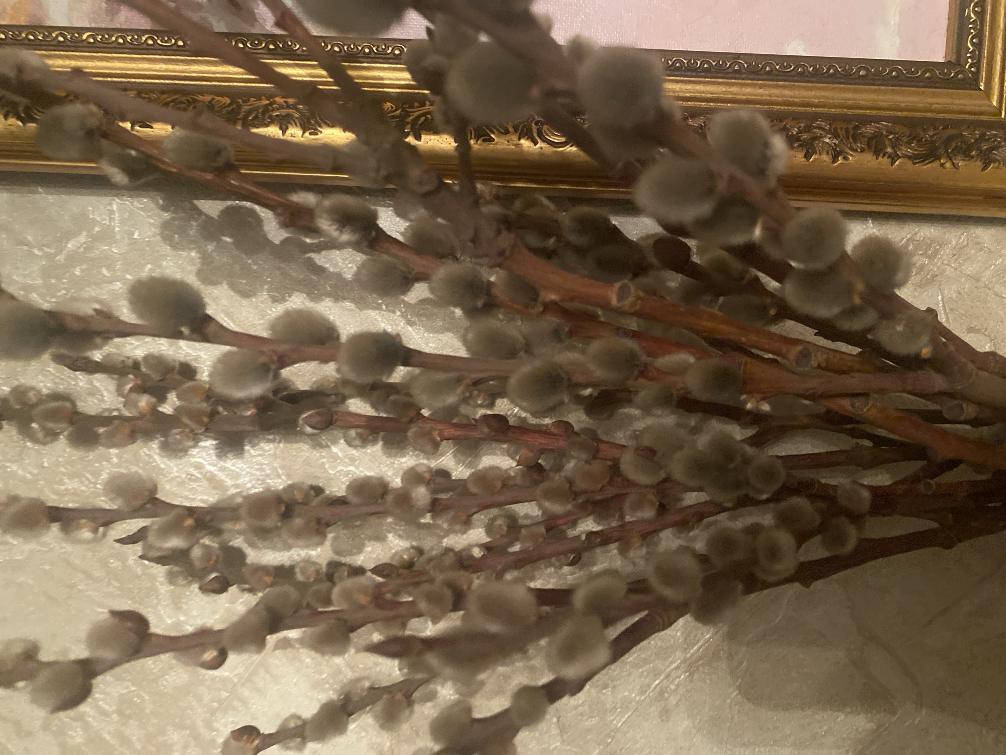 A close-up, indoor shot focuses on a bouquet of pussy willow branches. The branches are thin and brown, with soft, grey buds clustered along their length. The background is textured and appears to be a wall. To the right of the branches, a portion of a gold, ornate picture frame is visible. The lighting casts shadows from the branches onto the wall. The scene is devoid of any people or specific landmarks indicating a location in Chernogorsk, Russia.