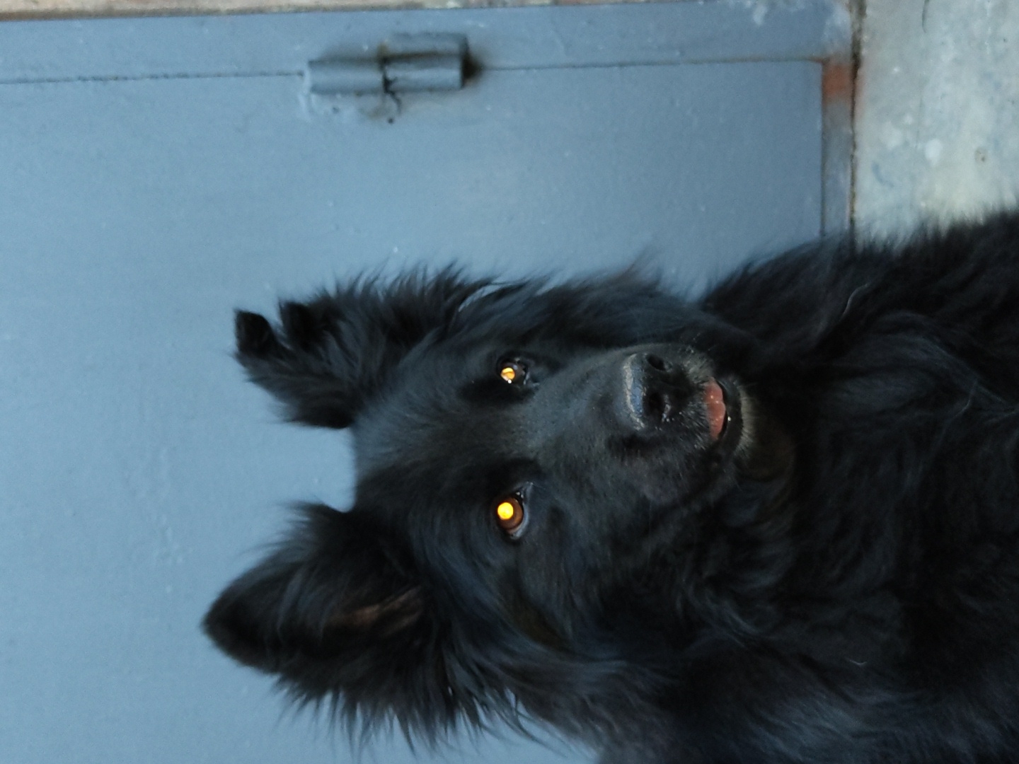 A close-up, full-body, vertical shot depicts a black, long-haired dog with bright yellow eyes and a small pink tongue visible. The dog is positioned in the center of the frame, facing slightly to the right. Its ears are perked upwards. The background is a plain, muted blue wall with a metallic hinge and latch visible on the right side. The ground beneath the dog appears to be concrete. The lighting suggests it may be outdoors or in a dimly lit indoor space. The overall impression is one of an alert and possibly watchful animal.