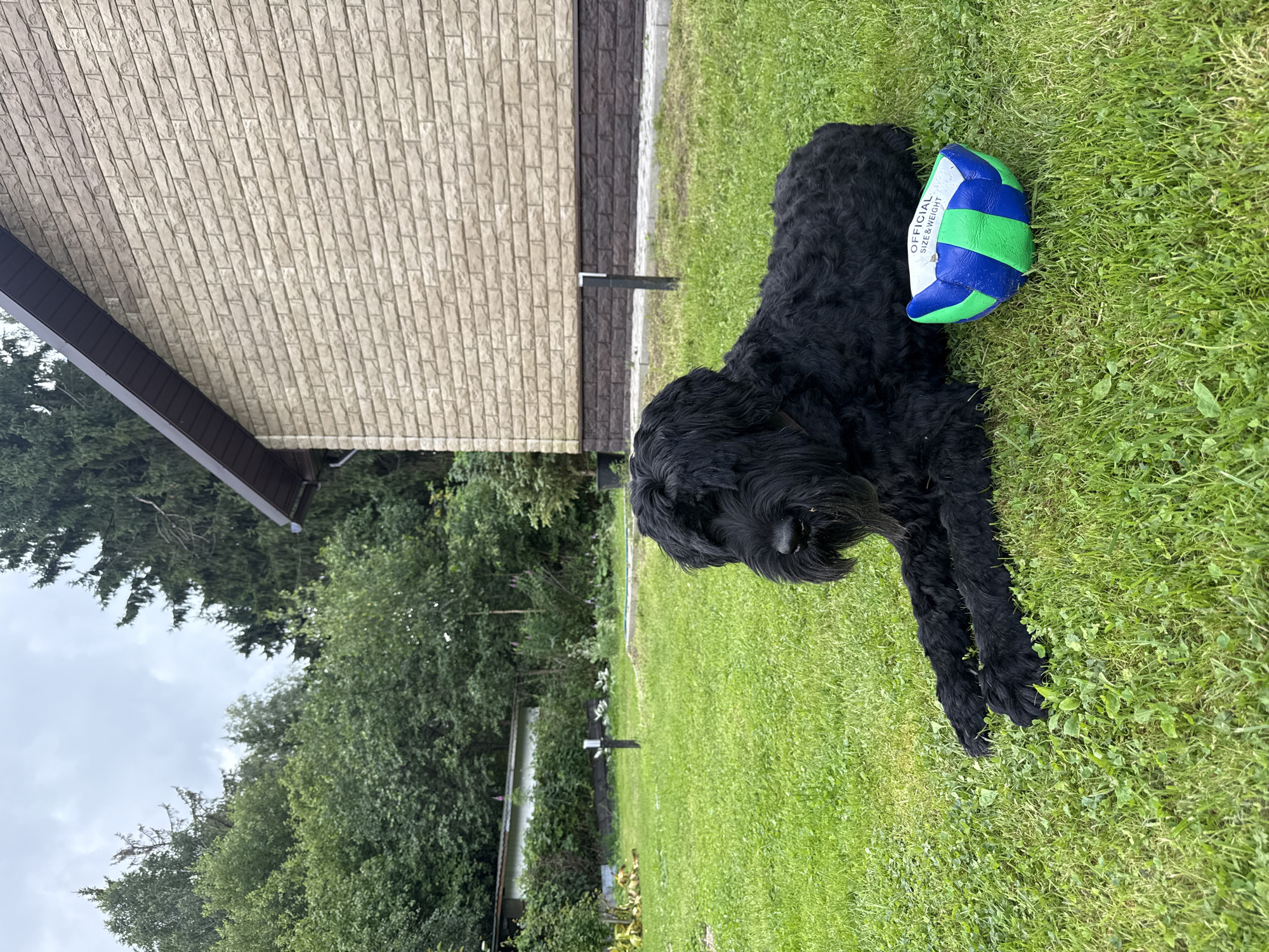 A large black dog is lying on a green lawn next to a small blue, green, and white striped ball. The dog has shaggy fur and is looking towards the left of the frame. The ball has the words "OFFICIAL SIZE & WEIGHT" printed on it in black text. In the background, there is a light-colored brick house with a dark brown roof. The house is surrounded by trees and greenery. The sky is overcast. The scene appears to be in a residential area, possibly a backyard.