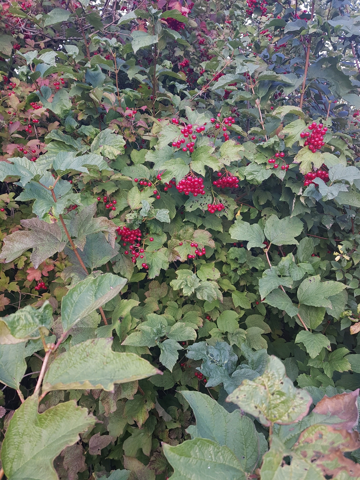 This image depicts a dense bush with numerous clusters of small, bright red berries amidst its green and purplish leaves. The foliage appears lush, with some leaves showing signs of browning or discoloration. The overall impression is of a natural setting, likely a garden or park within the Пярэжырскі сельскі Савет, Belarus, given the context. There are no people or animals visible in the image. The lighting suggests it might be late afternoon or early morning, with the sun casting subtle shadows. The focus is on the berries and leaves, suggesting an interest in the plant's natural characteristics.