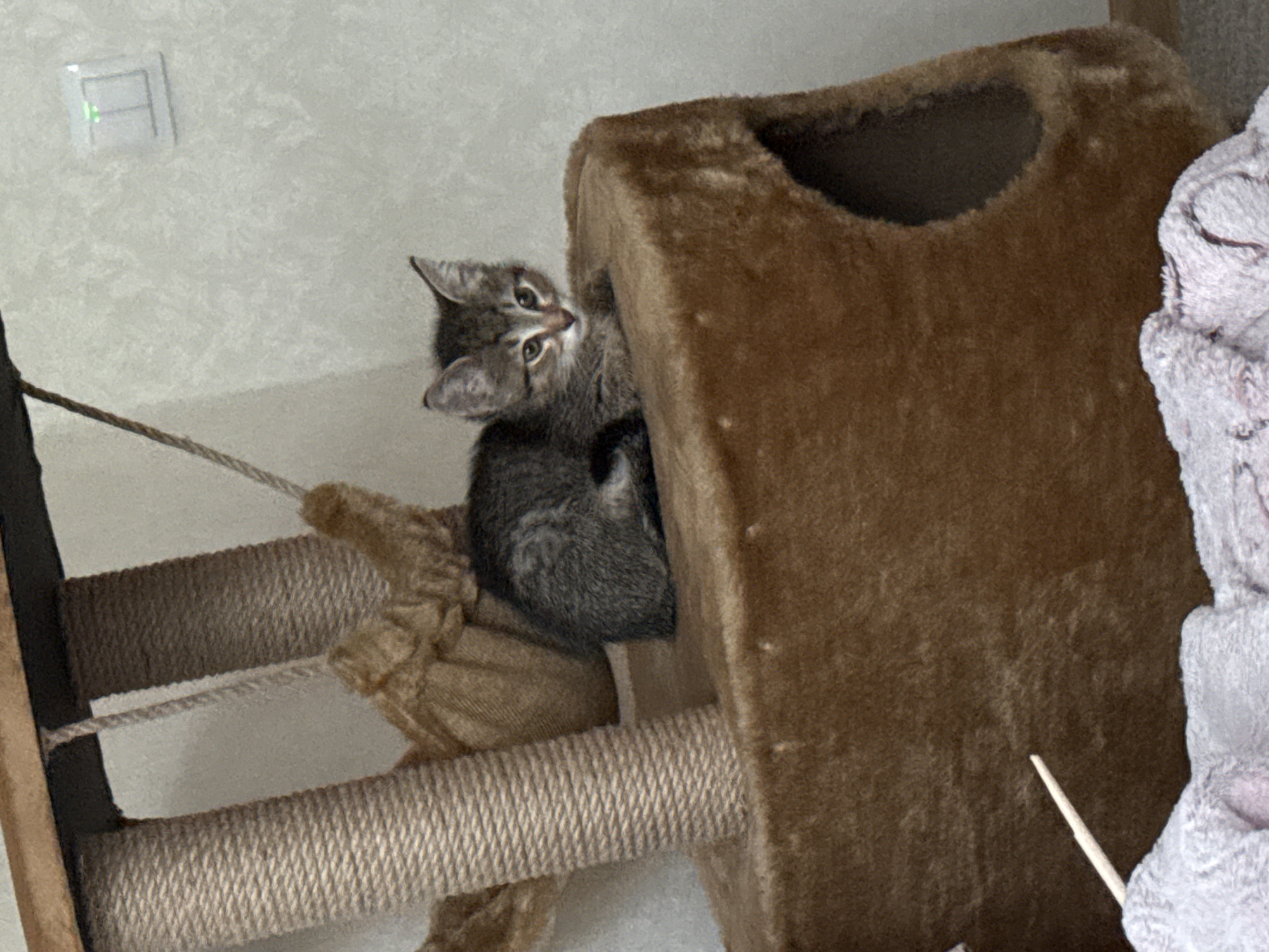 A small, grey and brown tabby kitten is the central subject of this indoor photograph, actively perched on a multi-level cat tree. The kitten is looking upwards and slightly to its left with wide, alert eyes, conveying curiosity or observation. Its body is positioned near a plush, brown-carpeted section of the cat tree, which features a dark, circular opening, likely a cubby for the cat. Below the kitten, a scratching post wrapped in natural-colored rope is clearly visible, with another rope segment dangling nearby.
The background consists of a light-colored wall with a subtle textured pattern. A white, rectangular light switch with a small green indicator light is mounted on this wall in the upper left of the frame. To the far right, a fragment of a soft, light-grey or lavender-colored object, possibly a blanket or another pet accessory, is visible. The lighting is consistent with an indoor setting, and no specific time of day can be determined. There is no visible text. The overall scene depicts a domestic environment with a playful and watchful kitten.