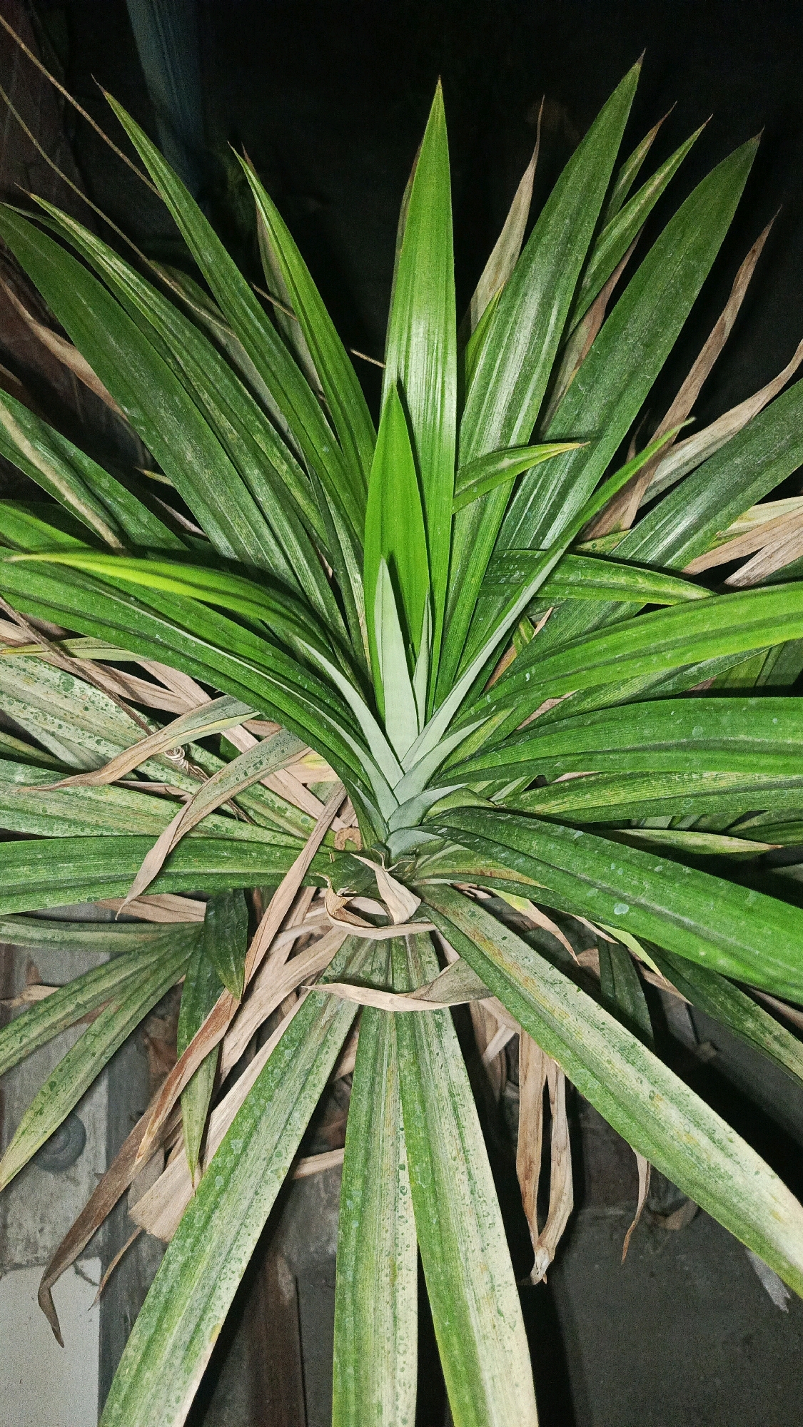 In Babadan, Indonesia, a close-up, overhead shot reveals a Pandan plant. The plant has a central core of vibrant green, upright leaves, surrounded by a wider array of longer, drooping leaves. Some of these outer leaves are a faded yellow and brown, indicating they are older or less healthy. The texture of the leaves is smooth, with visible veins running along their length. The background is dark and indistinct, suggesting the photograph was taken at night or in low light conditions. The surface beneath the plant appears to be a rough, concrete-like material, possibly a planter or the ground.