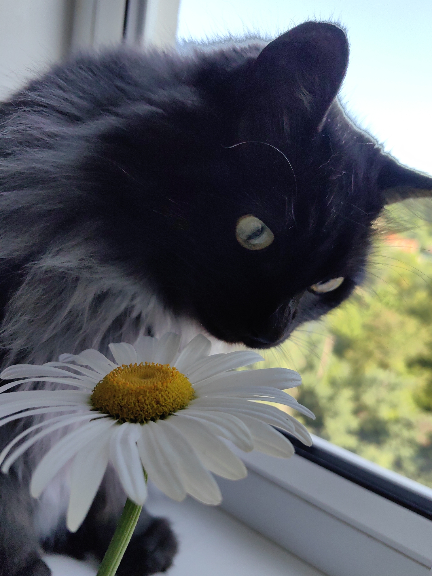 A black cat with green eyes leans over a white daisy with a yellow center, sniffing it. The cat is perched on a windowsill with a blurry green and yellow background, suggesting an outdoor view. The scene is indoors, on a windowsill, with a view of foliage outside.