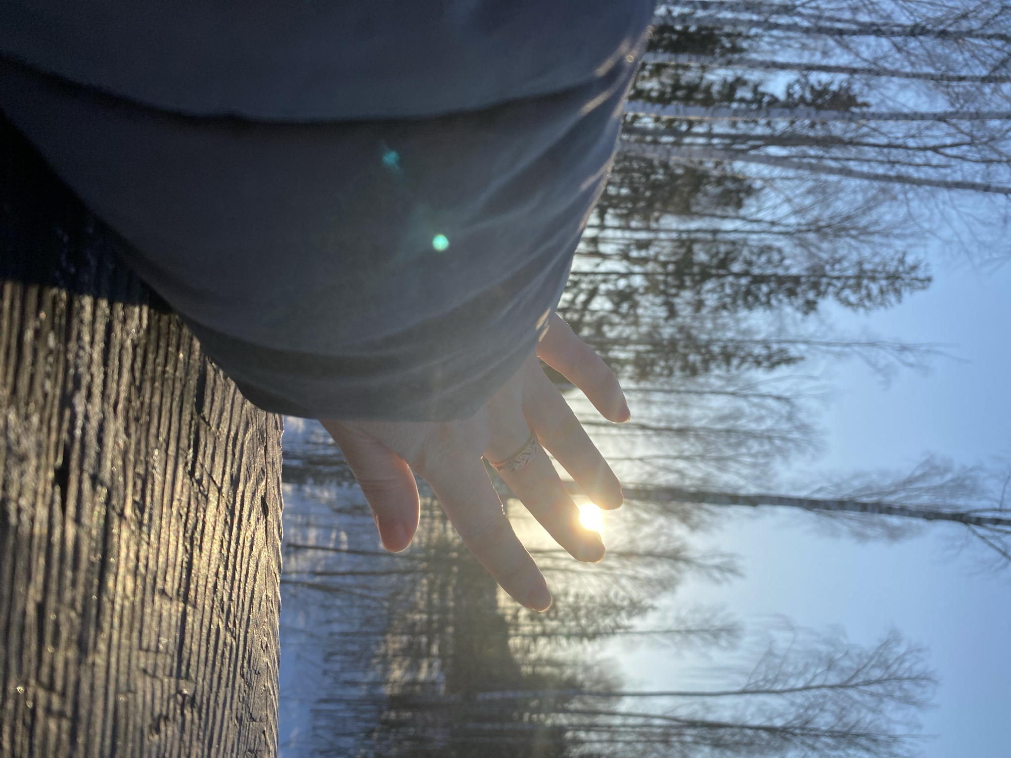 A forensic description of the scene in the city of Noviy, Russia, depicts a winter forest landscape under a clear, low-angle sun. In the foreground, a textured wooden surface, possibly a railing or log, is horizontally grooved and illuminated by sunlight. A light-skinned human hand, palm extended forward, emerges from the left mid-frame, partially obscuring the bright, circular sun positioned centrally between its spread fingers. A ring with a leaf or vine pattern is visible on the fourth finger of the hand. The cuff of a dark grey or black puffy jacket sleeve is visible on the wrist. The background features a dense forest composed of numerous tall, slender, bare deciduous trees (consistent with birch) and darker, conical evergreen trees, all under a clear blue sky. The forest floor is covered in a layer of snow. Strong sunlight creates glare and a prominent green lens flare in the lower-left portion of the image. The low sun angle suggests either early morning or late afternoon.