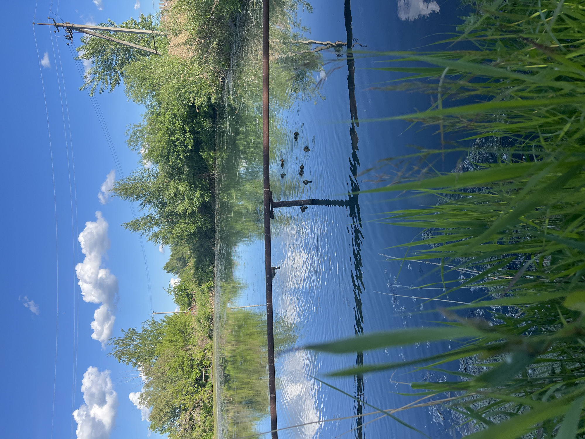 A vertical eye-level shot depicts a scene in Noviy, Russia. The perspective is a waterfront view, capturing a body of water, likely a pond or lake, with reflections of the sky and surrounding vegetation. A metal structure with vertical and horizontal bars is partially submerged in the water, positioned between the left and right sides of the image. There are several ducklings swimming in the water between the metal bars. Lush greenery, including trees and grass, lines the water's edge on the left. A power line with a wooden pole is visible in the left portion of the image. The sky is bright blue with scattered white clouds, reflected in the water. Grass is in the lower right corner.