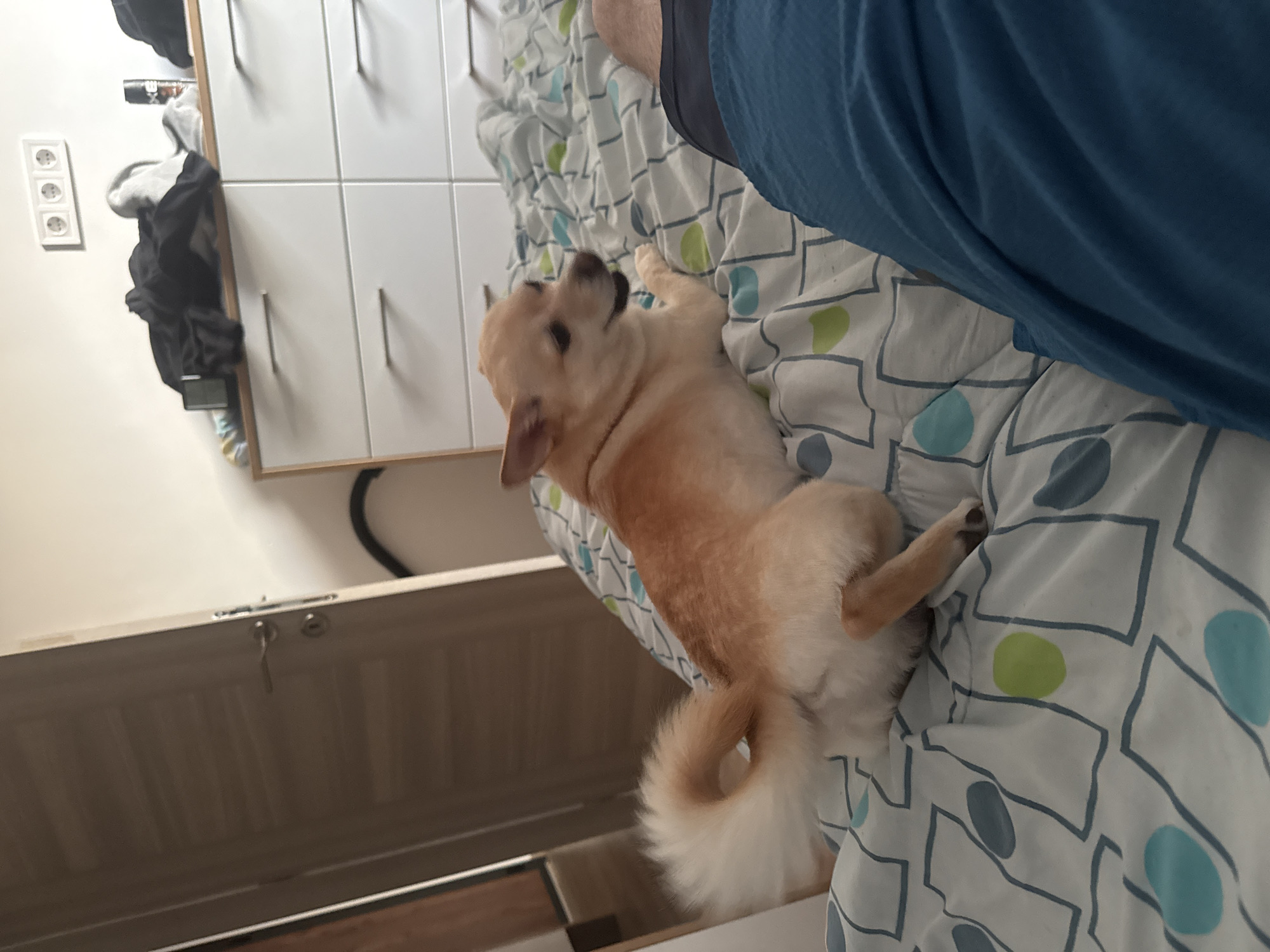 An indoor scene depicts a small, light-colored dog resting on a bed in a bedroom located in Sofia, Bulgaria. The dog, displaying tan fur with lighter undersides and a distinct fluffy, white, curled tail, lies on patterned bed linen, its head turned towards the observer with a slightly open mouth. A human leg, covered by blue shorts, is visible in the lower right foreground, also on the bed. The bed linen features a geometric pattern of blue, green, and grey shapes on a white base. To the right, a white dresser with six drawers and horizontal metal handles supports a disordered pile of dark and light clothing, a dark rectangular object, and an AXE brand aerosol can. A white wall above the dresser displays a triple electrical outlet. To the left, a light brown, paneled door with a silver handle and keyhole is partially open. A black flexible tube is visible on the floor next to the dresser.