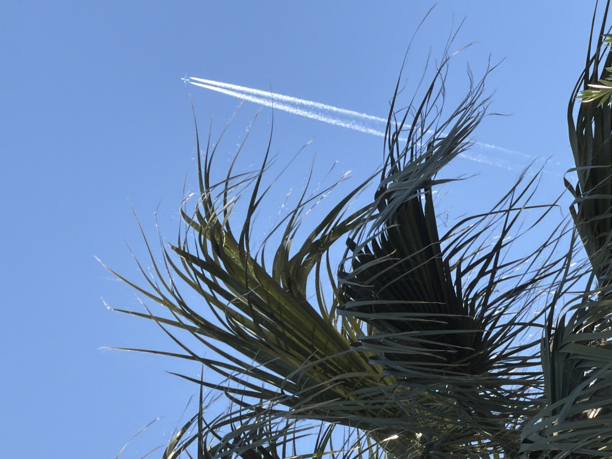 The image is taken from a low angle, looking up through the fronds of a palm tree against a clear blue sky. In the upper left quadrant, there is a distant airplane leaving a contrail. The fronds of the palm are sharp and linear, filling the majority of the frame. The location is likely Petrovac na Moru, Montenegro, based on the presence of palm trees commonly found in this region. There are no people visible in the image.