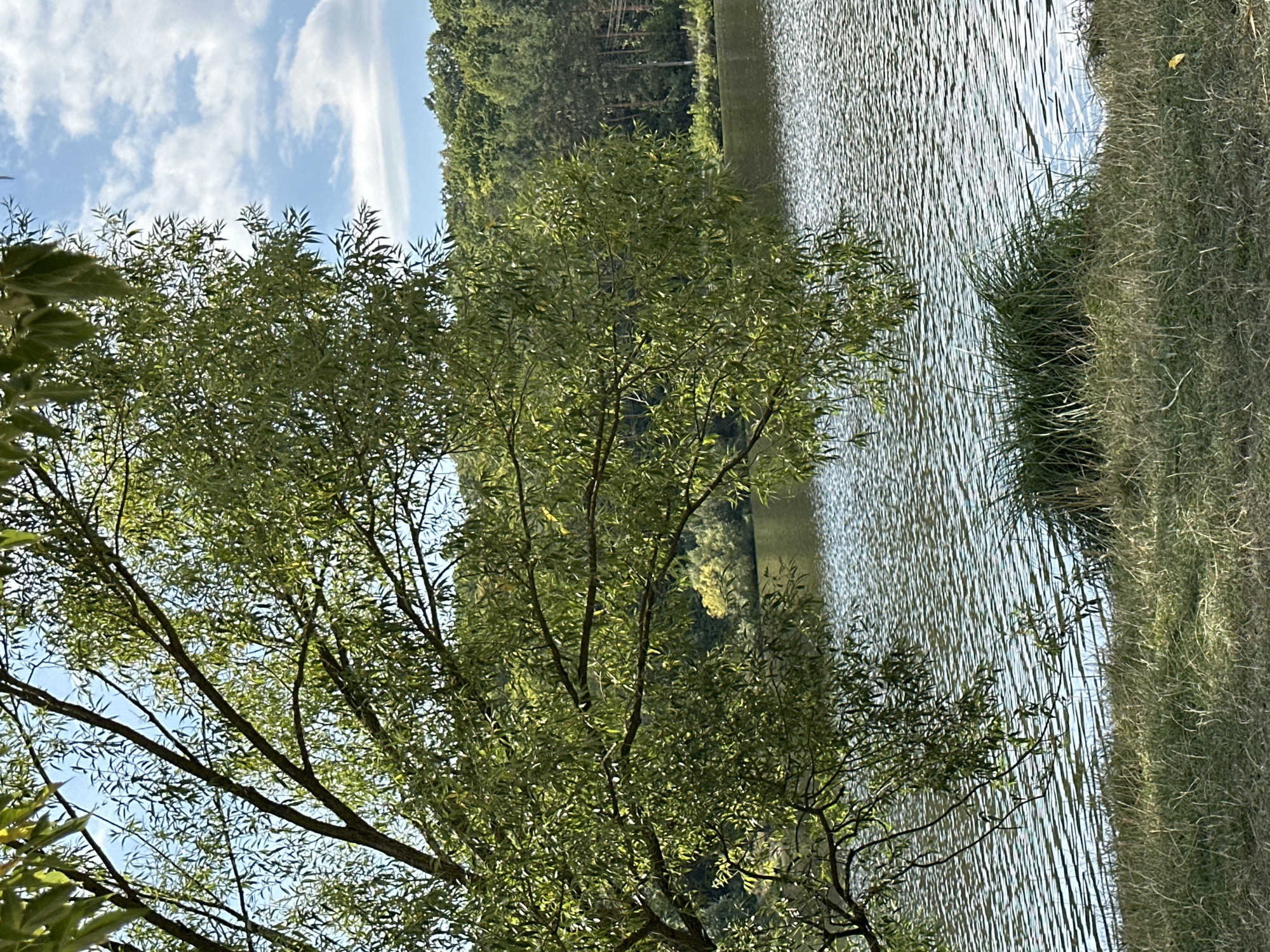 The image depicts a serene natural scene by a body of water, likely a lake, in Makiv, Ukraine. In the foreground, dry grass covers the bank, with a small clump of green grass emerging near the water's edge. A large tree with drooping branches and lush green leaves partially obscures the view of the lake, its branches extending from the left side of the frame. The lake's surface is rippled, reflecting the clear blue sky dotted with white clouds. In the background, a dense forest of green trees lines the opposite bank of the lake, creating a natural landscape. The overall impression is one of tranquility and natural beauty.