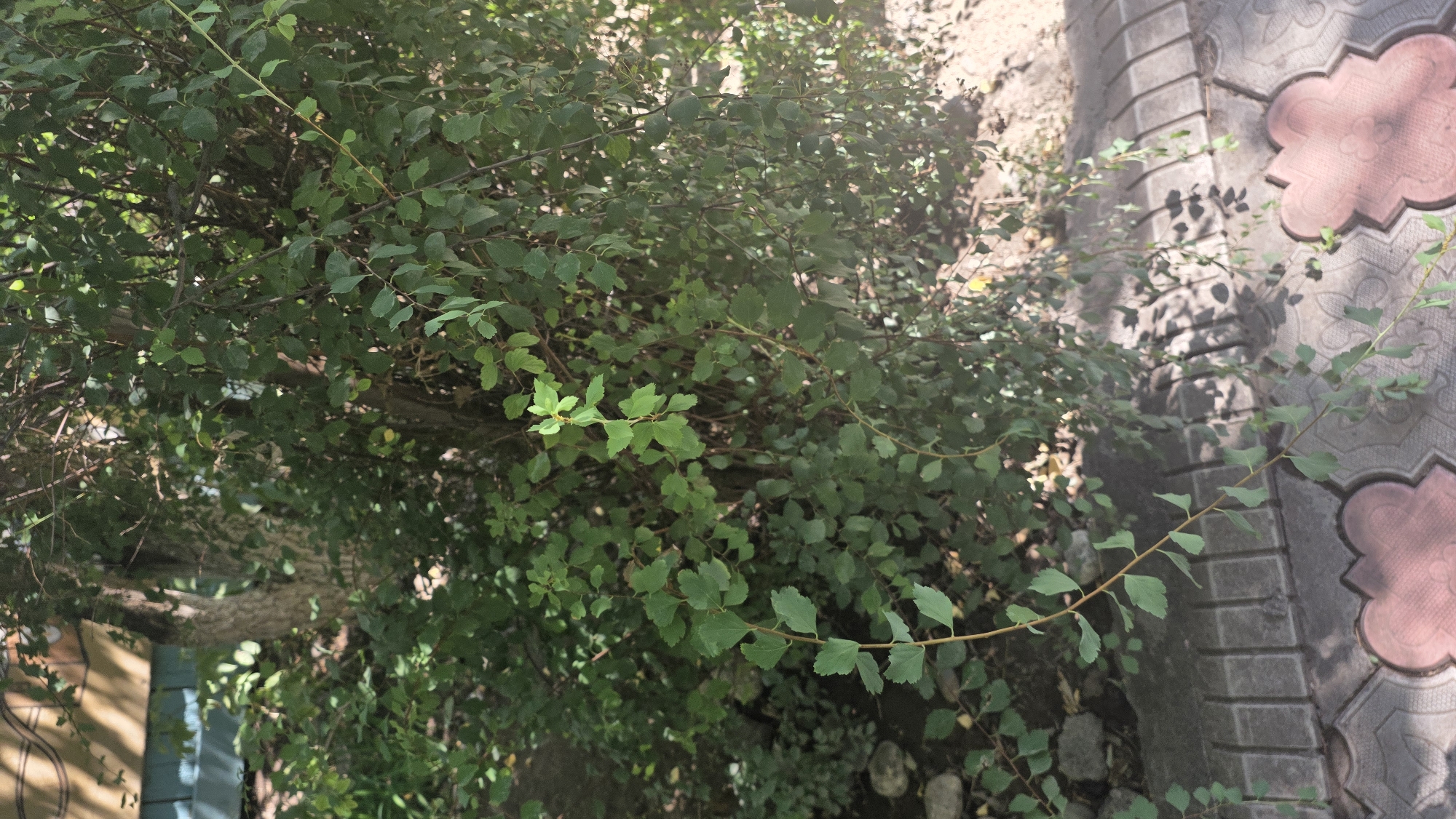 In Tokmok City, Kyrgyzstan, an image captures a dense bush with small, serrated green leaves. The bush is positioned near a paved walkway constructed with interlocking concrete tiles, some of which exhibit a reddish-pink, decorative inlay. The ground beneath the bush appears to be soil mixed with small stones. Sunlight filters through the leaves, casting dappled shadows onto the walkway and surrounding area. In the background, the trunk of a tree with textured bark is partially visible, along with hints of a building facade and foliage. The scene is a naturalistic outdoor setting within an urban environment.