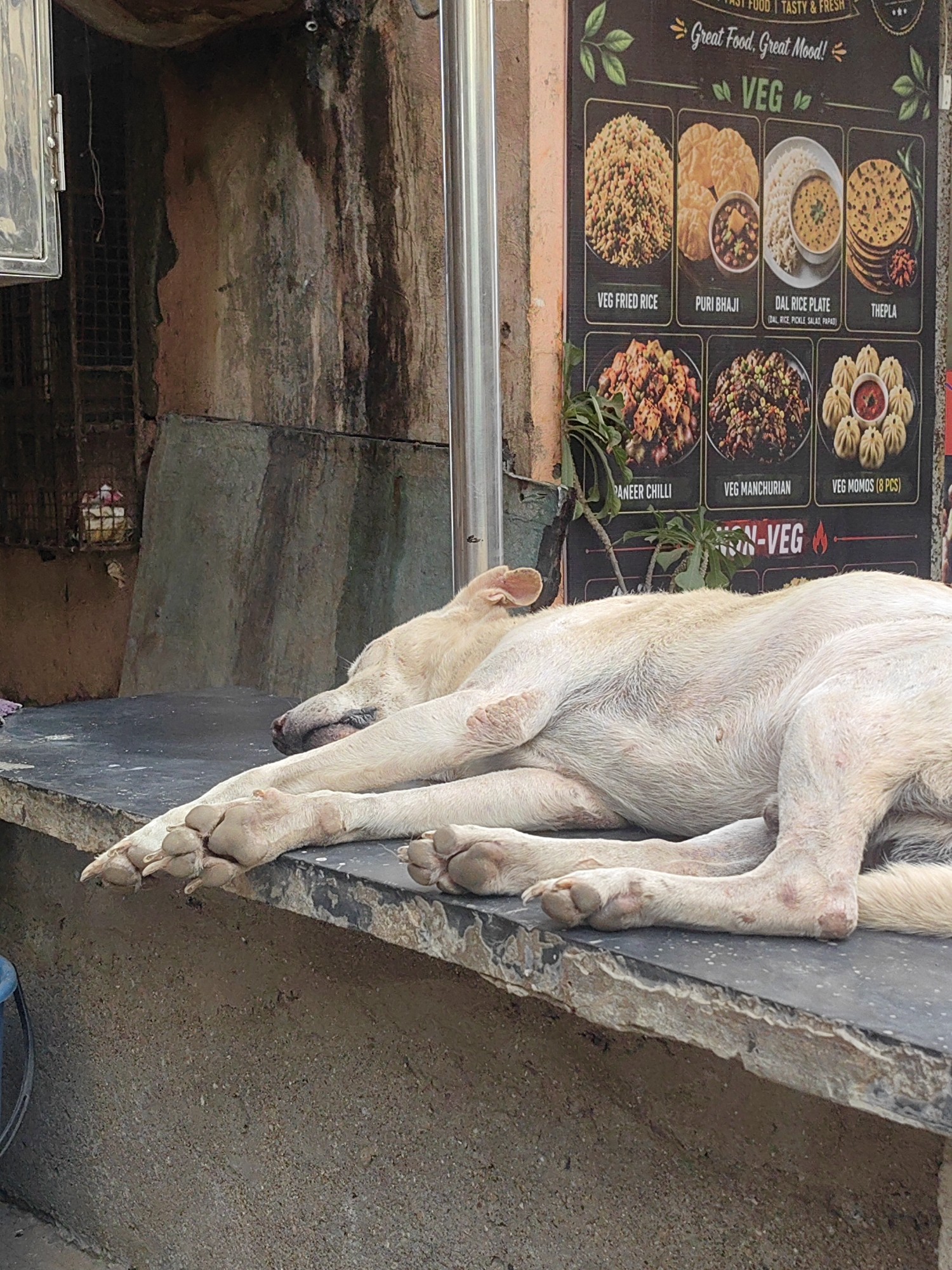 A light-colored dog is sleeping on a dark, textured surface in an outdoor setting. The dog is lying on its side, with its front paws crossed. Its fur appears thin in places, revealing some skin. Behind the dog, a wall with a dark, uneven texture is visible. To the right of the dog, a menu board with images of food items is displayed. The menu board has a black background with text and pictures of vegetarian dishes. The overall environment suggests a street or an outdoor eating area in a city. The image is taken from a slightly elevated perspective, looking down at the dog.