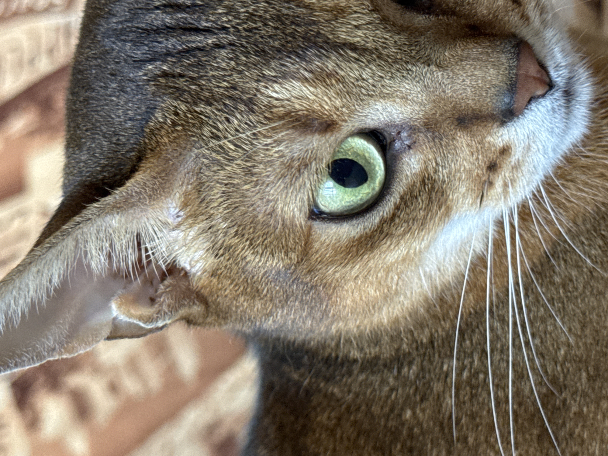 This is a close-up photograph of a cat's face, focusing on its left eye, ear, and nose. The cat has striking green eyes with dark pupils. Its fur is a mix of brown and grey tabby stripes. The cat's ear is visible on the left side of the frame, and its white whiskers are prominent. The background appears to be a textured surface, possibly a wall or fabric, in shades of brown and beige. The lighting suggests it is daytime. There is no visible text in the image. The photo is a detailed portrait of the feline, emphasizing its features and fur texture.