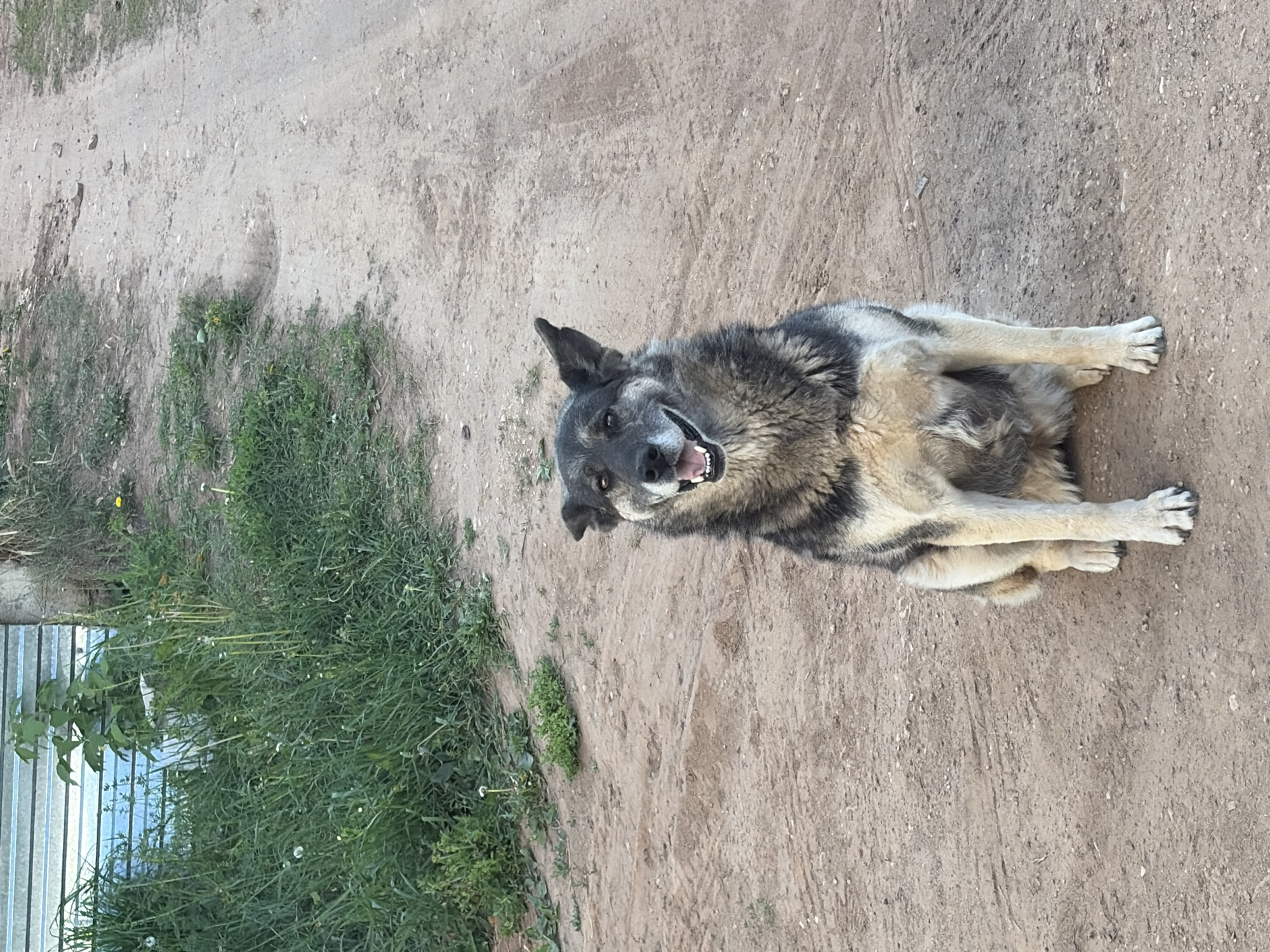A medium-sized dog is lying on a dirt road. The dog has a grayish-brown coat with black markings. Its mouth is open, and it appears to be panting or smiling. The road is dirt, and there is grass and vegetation along the left edge of the image, adjacent to a corrugated metal fence. The location is outdoors and appears to be in Izhevsk, Russia.