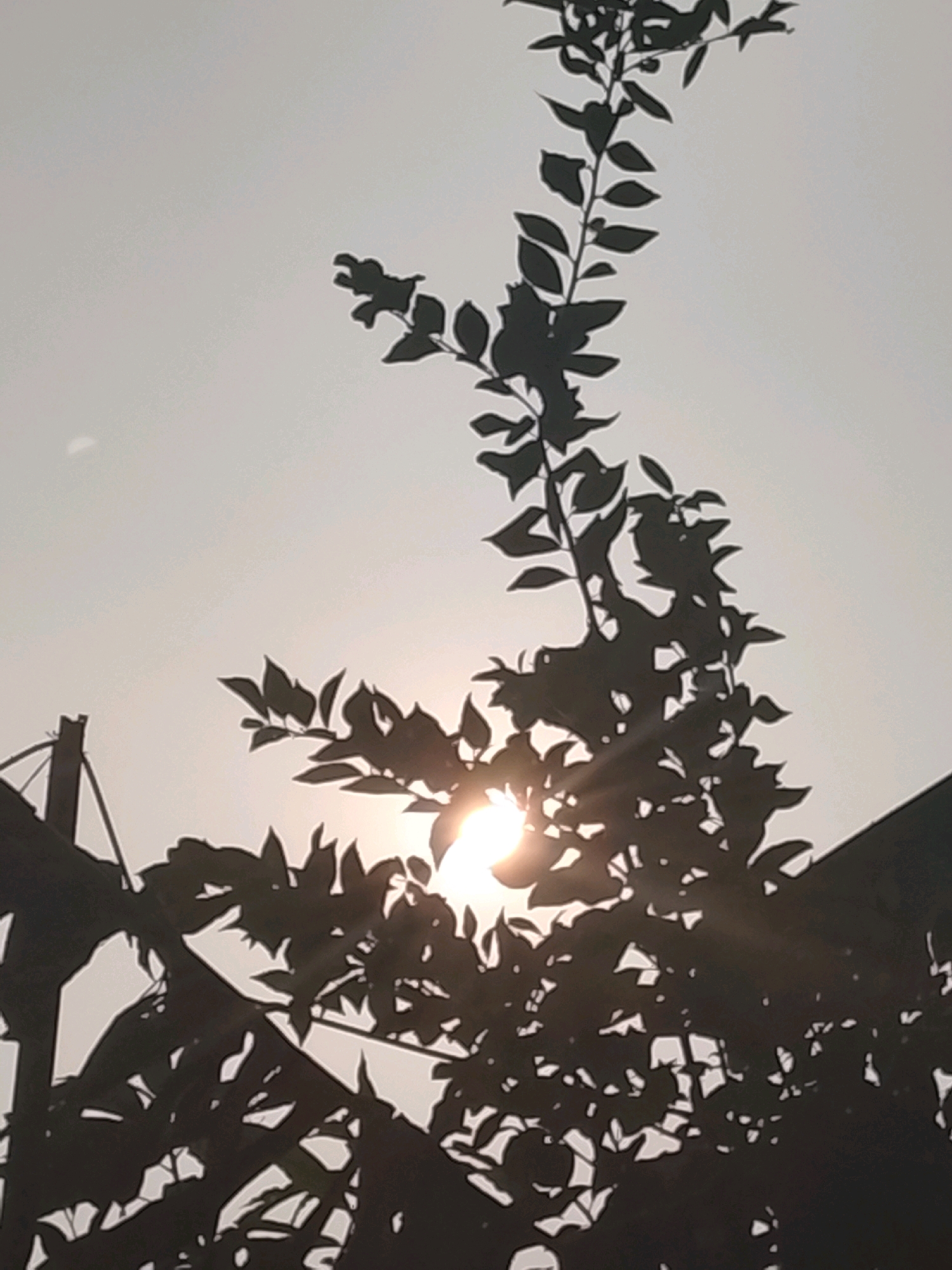 A silhouette of a tree with leaves and branches is captured against a bright, hazy sky. The sun is visible through the foliage, creating a lens flare effect and highlighting the edges of the leaves. Part of a dark, angled structure, possibly a fence or part of a building, is visible in the lower left and right corners of the frame. A faint oval shape, perhaps a reflection or a distant object, is present in the upper left quadrant of the sky. The overall impression is of a sunlit outdoor scene, likely in Ujungrusi, Indonesia, with the tree casting a dark shadow against the bright, diffused light of the day.