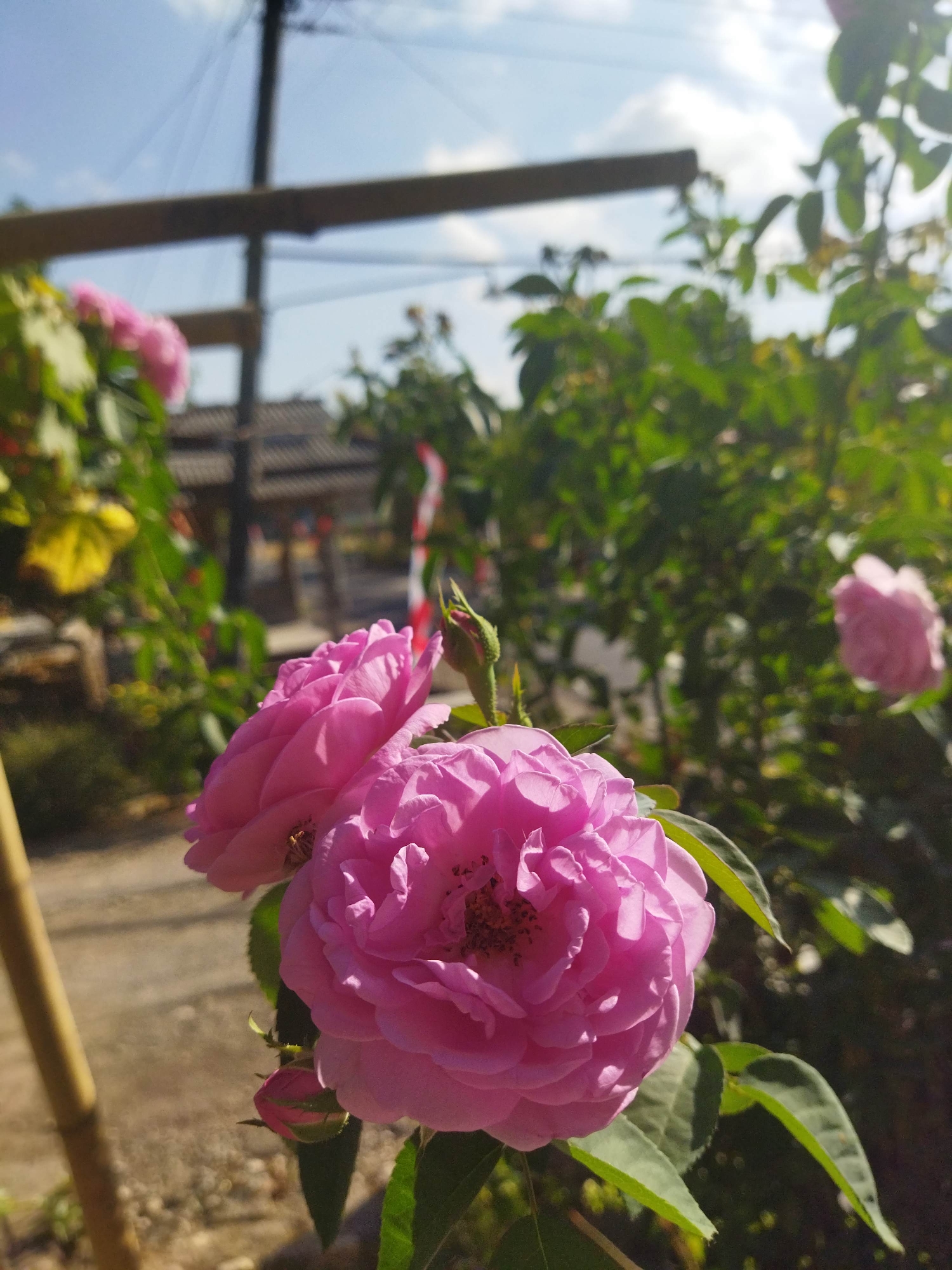 The image depicts a close-up view of pink roses in a garden setting. In the foreground, two large pink roses are prominently displayed, with one in sharp focus and the other slightly softer. A rosebud is also visible below the main blooms. The roses are vibrant and richly textured, with delicate petals.
In the background, lush green foliage surrounds the roses, suggesting a natural or cultivated garden environment. Beyond the greenery, a structure with a traditional roof is visible, hinting at a possible residential or cultural building. The sky above is a clear blue with scattered white clouds, indicating fair weather. A wooden pole and some electrical wires are also present in the upper portion of the image, suggesting an urban or semi-urban context. A thin, light-colored bamboo pole is on the left side of the frame.
The image does not provide specific information about the city of Suci, Indonesia, beyond what can be inferred from the visual elements. However, the presence of traditional architecture and lush vegetation is consistent with many regions in Indonesia. The overall atmosphere is peaceful and serene, highlighting the beauty of the flowers and the natural surroundings.