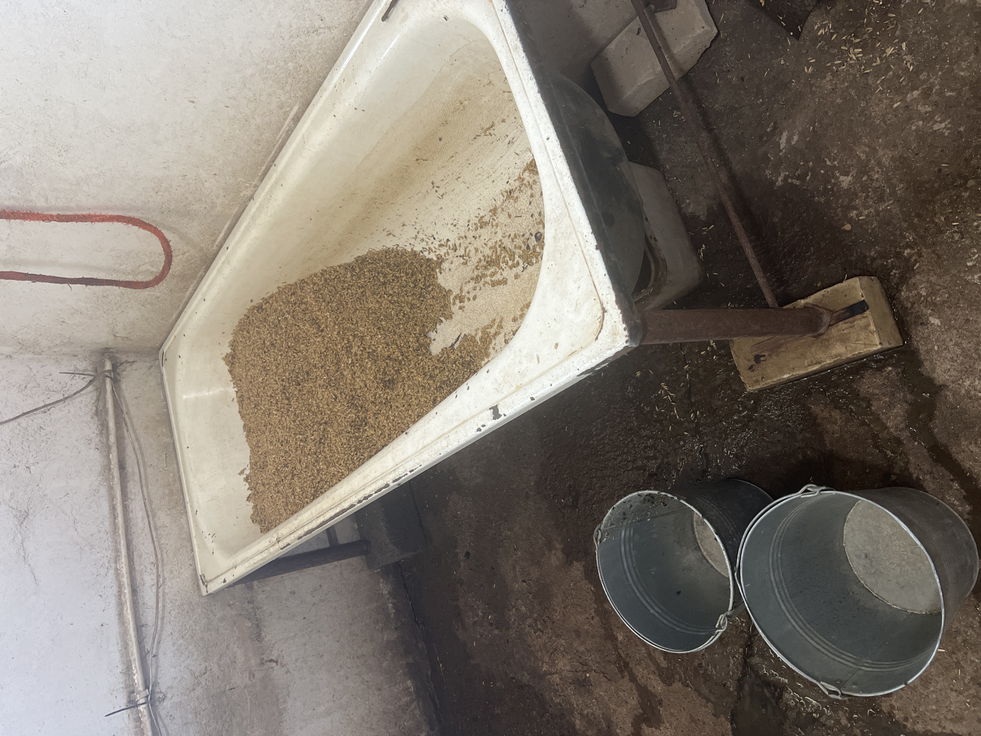 The image depicts a rustic, indoor setting, likely a storage or farm area, in Sorochinsk, Russia. The central focus is an old, enamel-coated bathtub, elevated on metal legs, filled with a granular substance, possibly grain or feed. The bathtub itself shows signs of wear and tear, with chips and rust on its edges. Beside the bathtub, on the left side of the frame, are two galvanized metal buckets, one partially obscuring the other. The floor is made of concrete and appears wet and somewhat dirty, with scattered debris that matches the material in the bathtub. In the background, the wall is a rough, textured plaster, stained and aged. A red, coiled rope or hose hangs from the ceiling or upper wall on the right side of the image. The overall atmosphere is utilitarian and somewhat unkempt, suggesting a functional space rather than a living area.