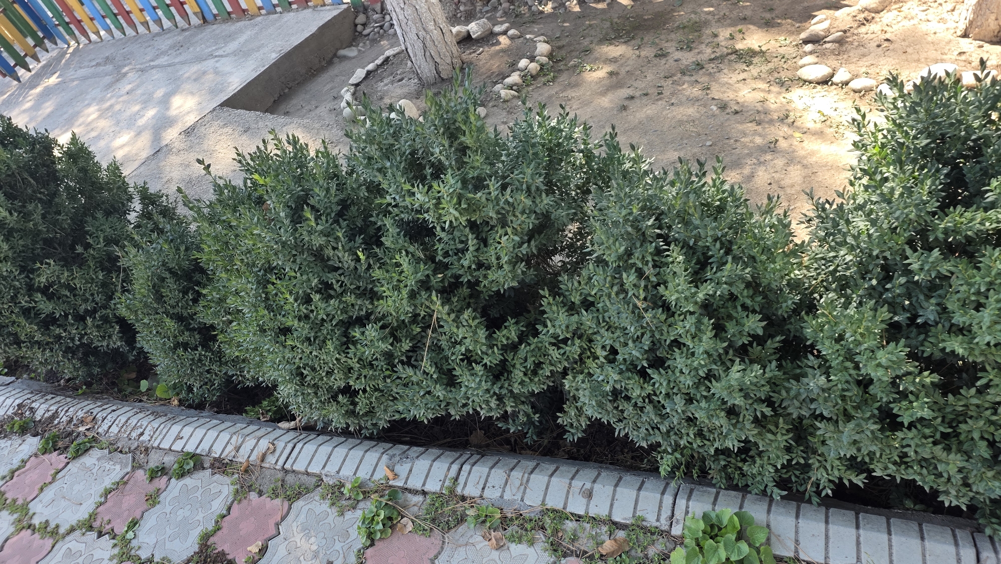 In Tokmok City, Kyrgyzstan, a line of manicured green shrubs runs along a paved walkway. The walkway is bordered by a concrete curb and a patterned brick surface where some weeds and fallen leaves are visible. Behind the shrubs, a sandy area is dotted with small, rounded stones and a rough-surfaced tree trunk. A concrete structure, possibly a step or ramp, is present in the background, adjacent to a colorful, pencil-like fence. The scene is illuminated by sunlight, casting shadows on the ground.
