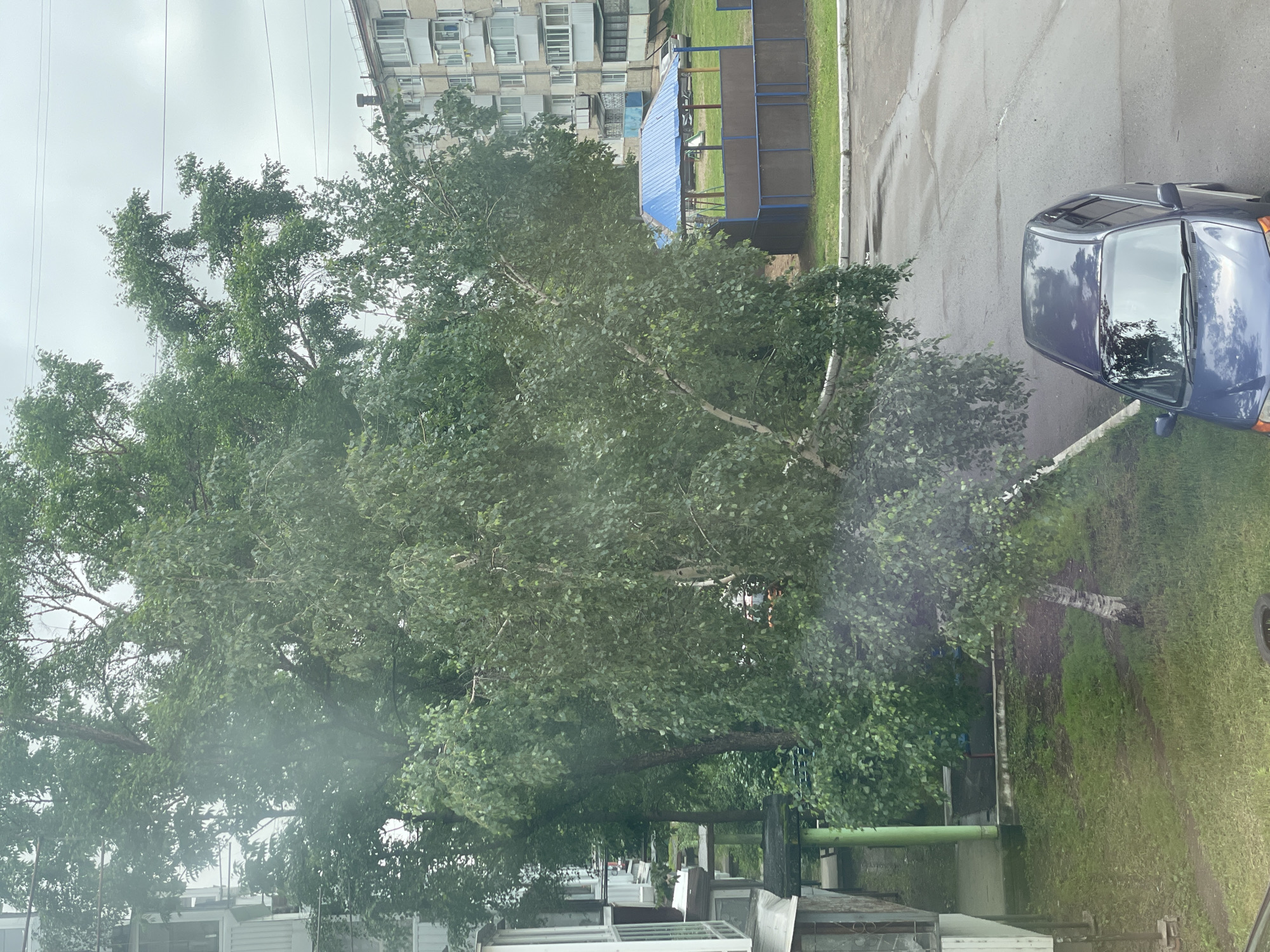 This is an outdoor, eye-level, medium shot of a residential area on a cloudy day. In the foreground, a blue minivan is parked on an asphalt road. Behind the minivan, a lush green lawn is visible. Further back, a cluster of trees with dense foliage dominates the scene. To the left, the side of a light-colored building with multiple windows is partially visible. In the background, a multi-story apartment building with several balconies and windows can be seen. A blue-roofed pavilion with a playground is situated in the middle ground. The overall environment appears to be a common urban or suburban setting.