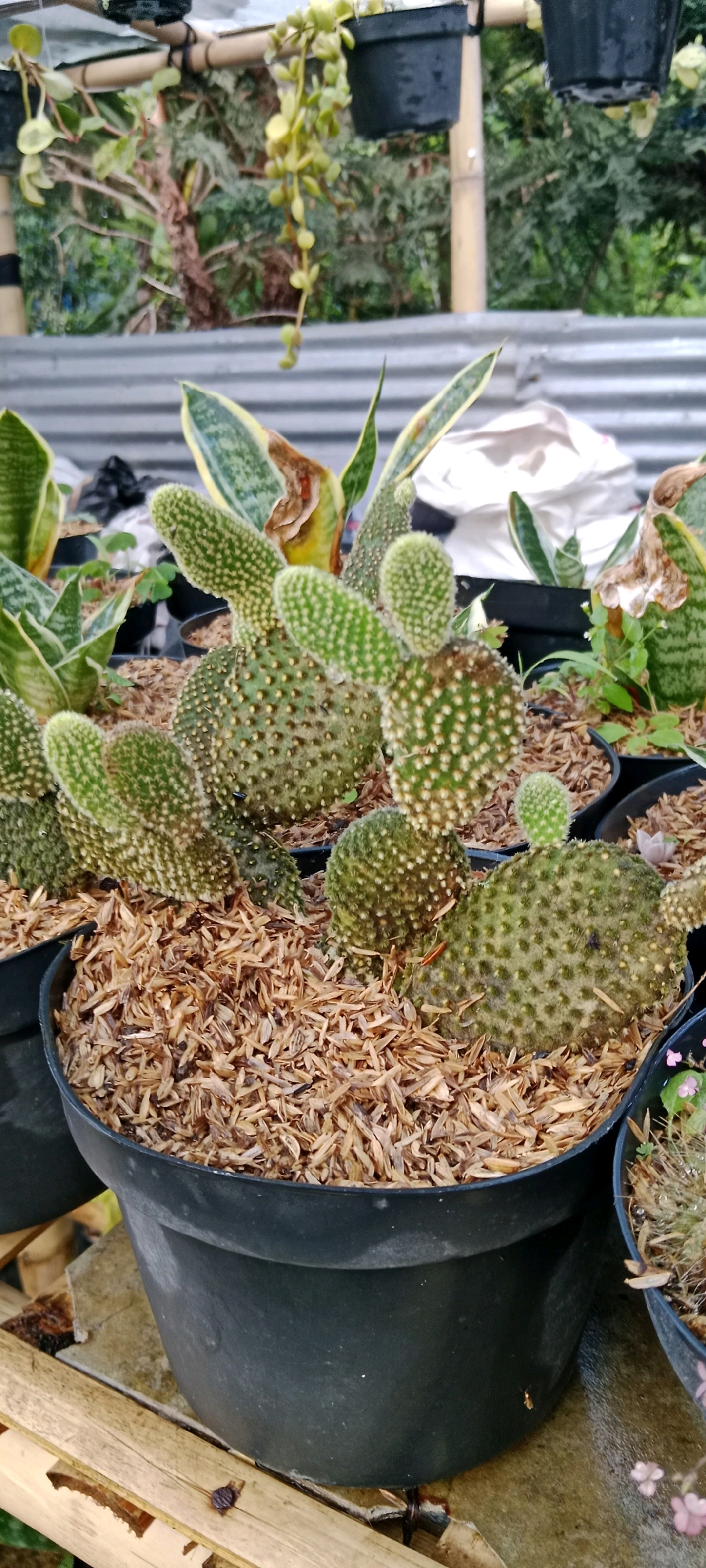 The image depicts a collection of potted plants, predominantly cacti, arranged outdoors. The scene appears to be a nursery or a garden setting. In the foreground, several black plastic pots contain cacti of various sizes and shapes. The soil is covered with a layer of light brown, shredded material, possibly rice husks or wood chips, which acts as mulch. The cacti are characterized by their green, fleshy pads covered in spines and small white dots. In the background, other plants are visible, including what appears to be snake plants with their distinctive striped leaves. There's also a hanging plant with small green leaves cascading downwards. The background shows a corrugated metal barrier and some greenery suggesting an outdoor environment. The overall lighting indicates it is daytime. The presence of multiple potted plants and a mulch layer suggests horticultural activity. There are no people or animals clearly visible in the image, though a small insect can be seen on one of the cactus pads. The location is identified as Cimacan, Indonesia.